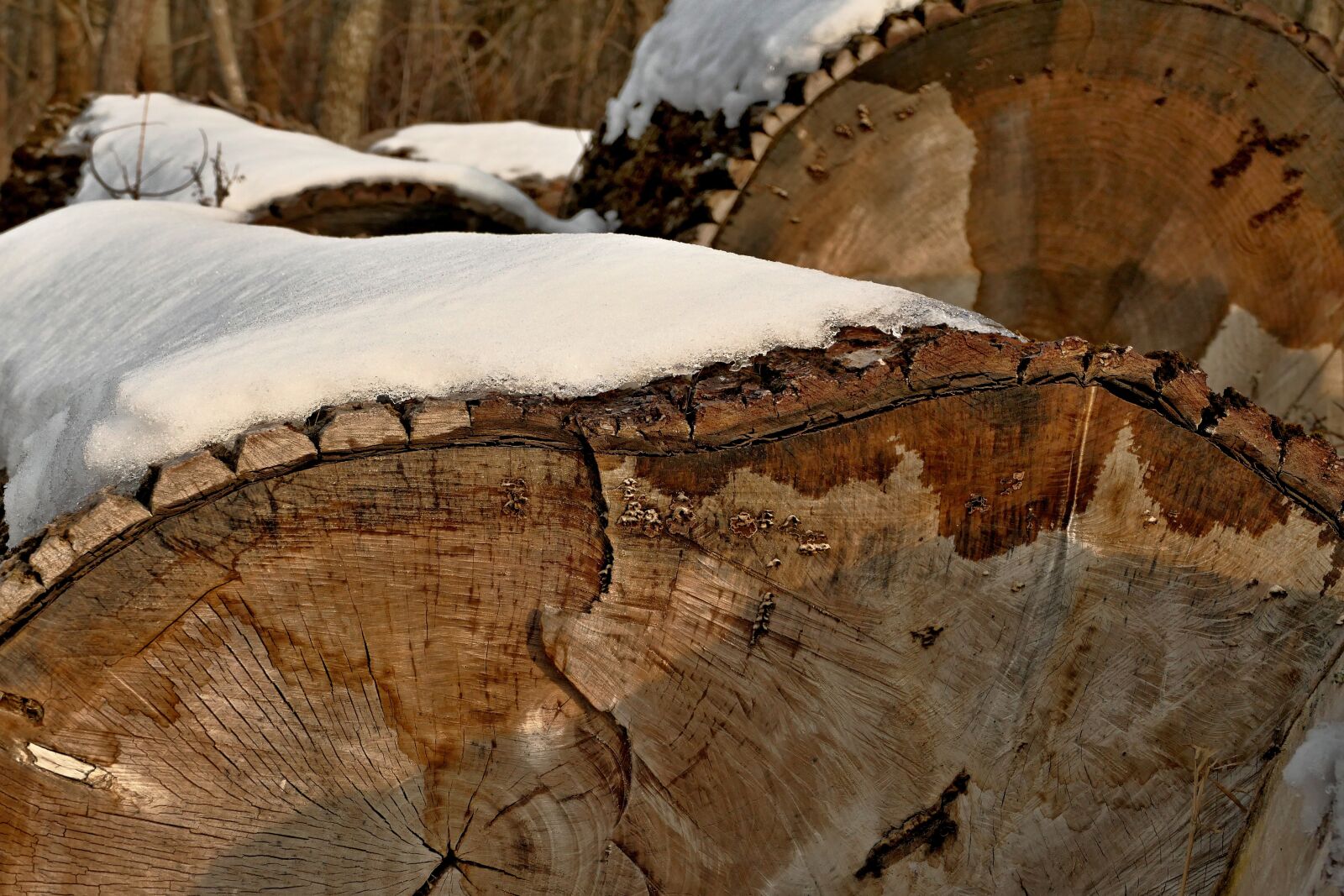 Panasonic Lumix DMC-FZ1000 sample photo. Wood, logs, winter photography