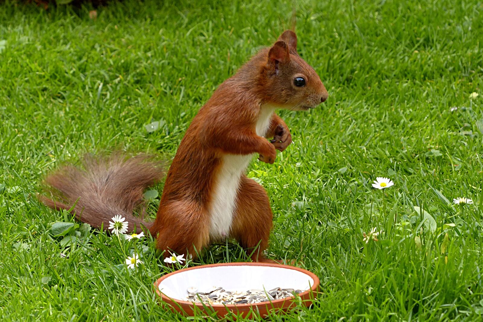 Panasonic Lumix DMC-FZ200 sample photo. Squirrel, sciurus vulgaris major photography
