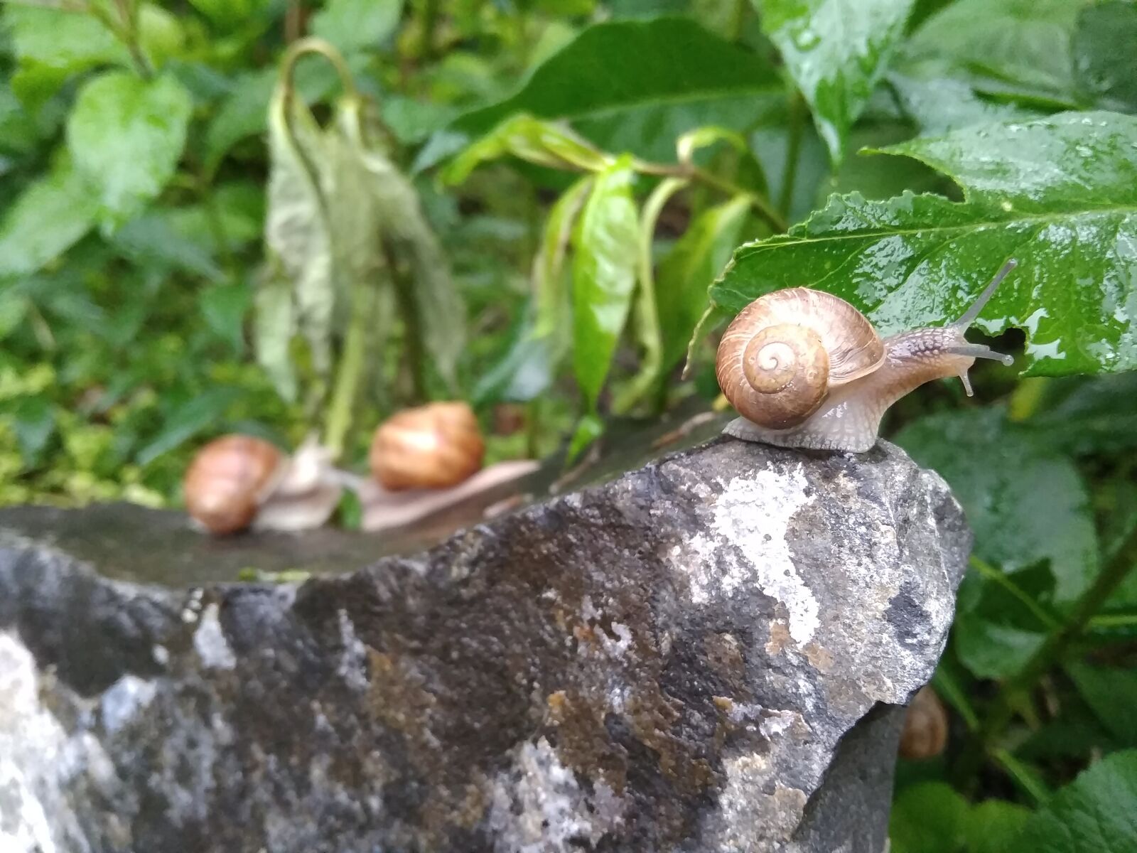 Xiaomi Redmi 5A sample photo. Snail, éticsiga, family photography