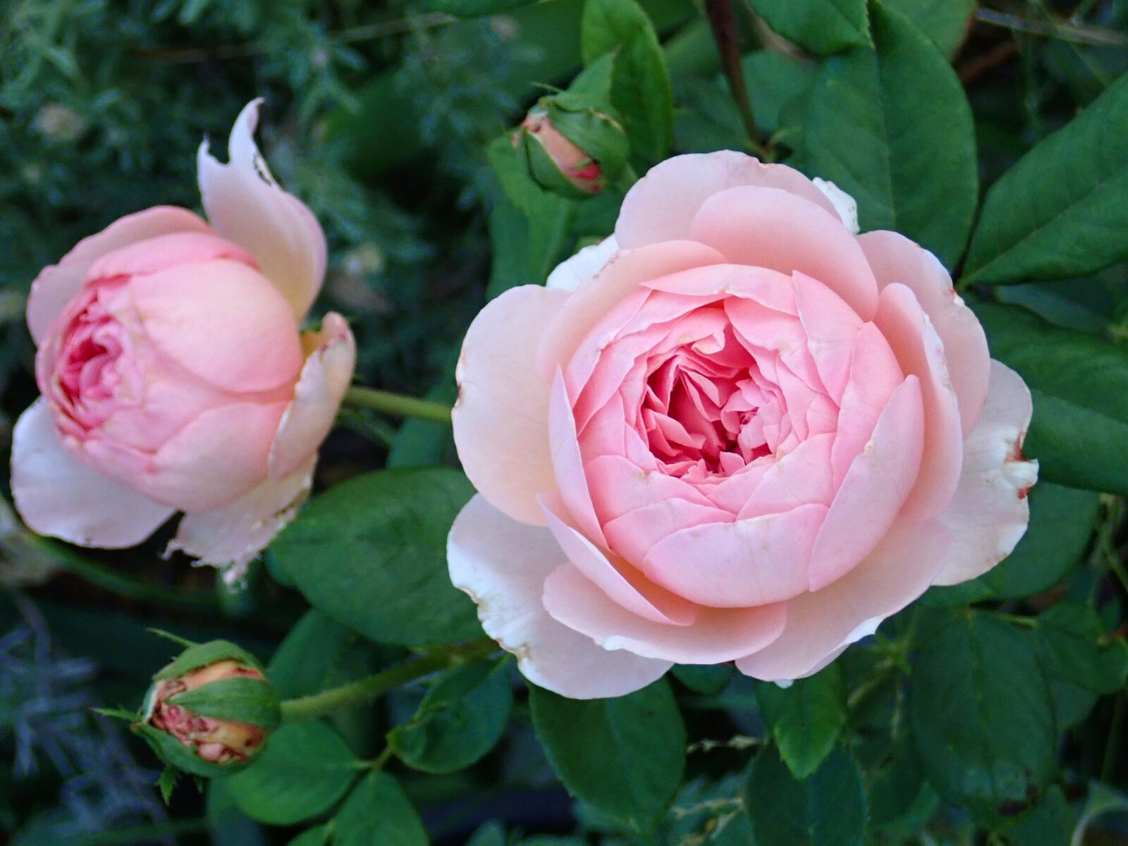 Olympus TG-5 sample photo. Flowers, pink, roses photography