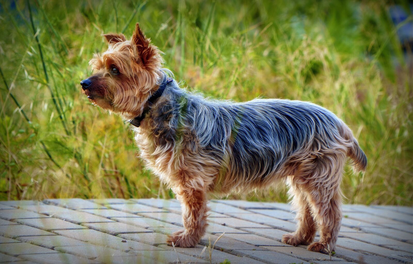 Sony E PZ 18-105mm F4 G OSS sample photo. Yorkshire terrier, dog, pet photography