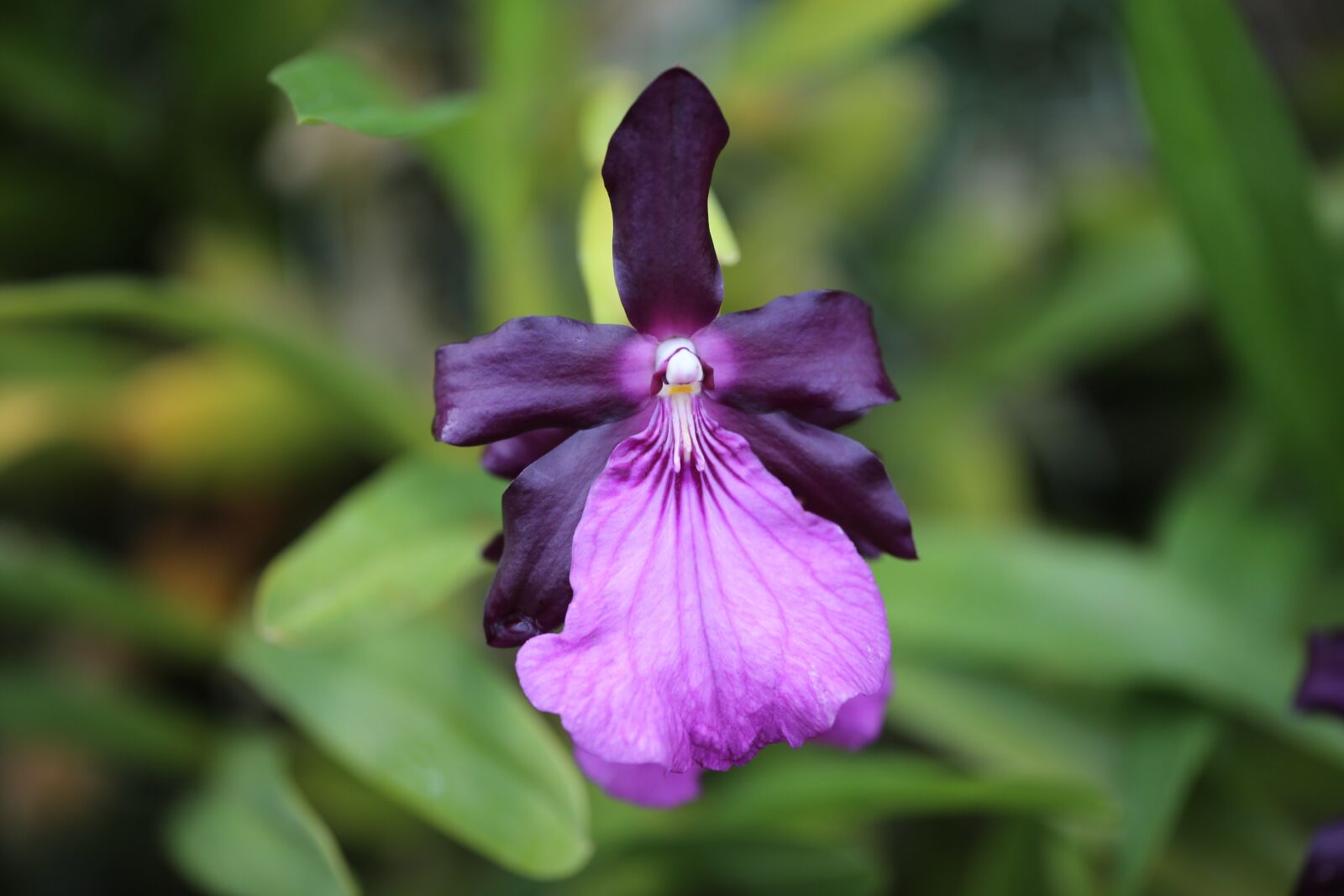 Canon EF 180mm F3.5L Macro USM sample photo. Nature, flora, flower photography