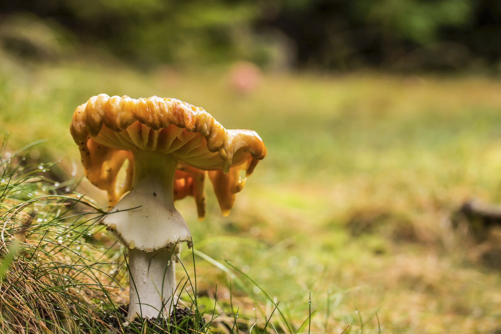 Canon EF-S 60mm F2.8 Macro USM sample photo. Mushroom, agaric, nature photography