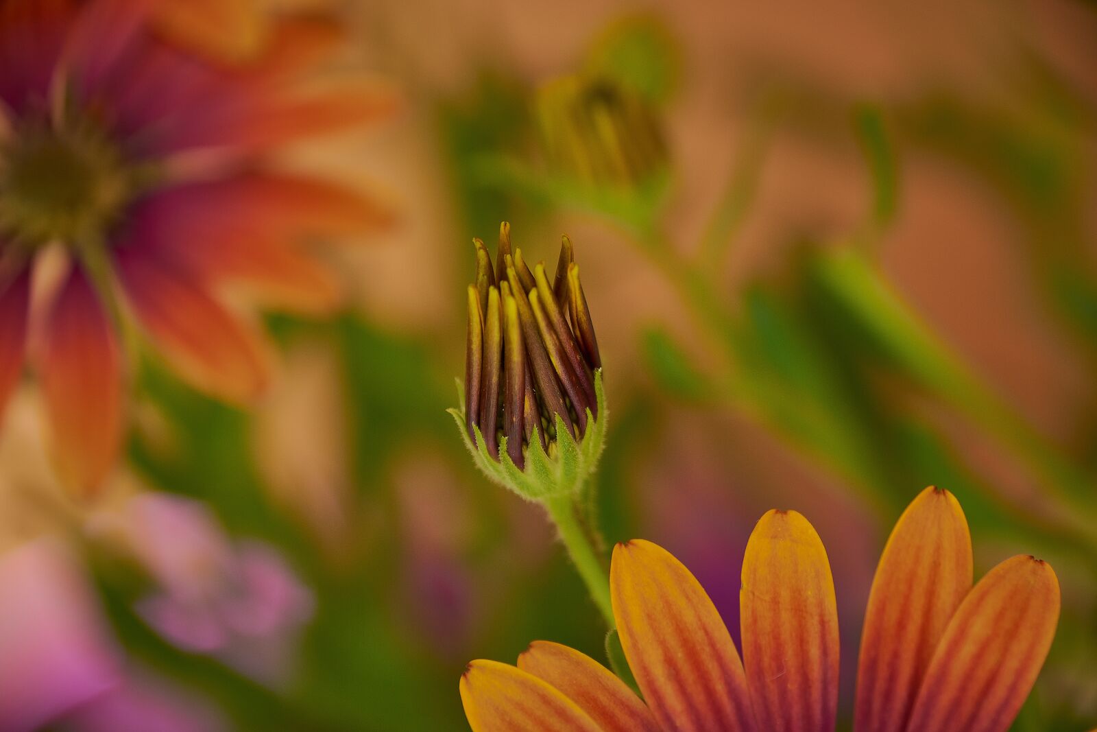 Nikon D7200 sample photo. Outbreak, daisy, garden photography