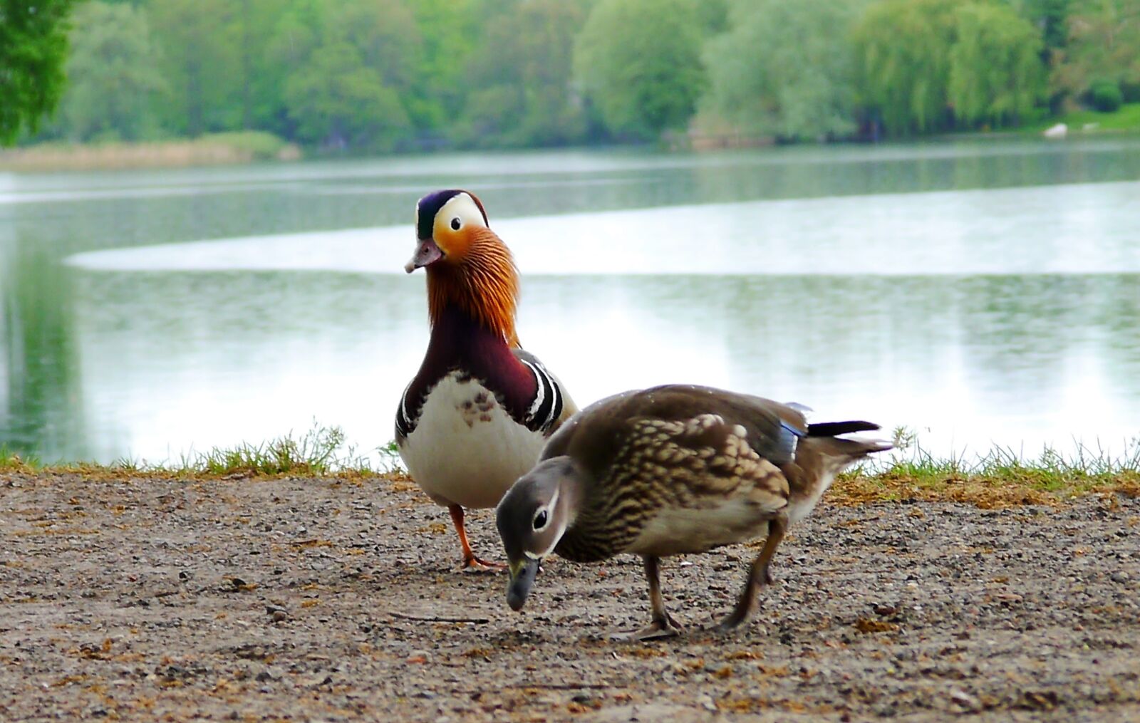 Panasonic Lumix DMC-G3 sample photo. Ducks, parrot duck, water photography