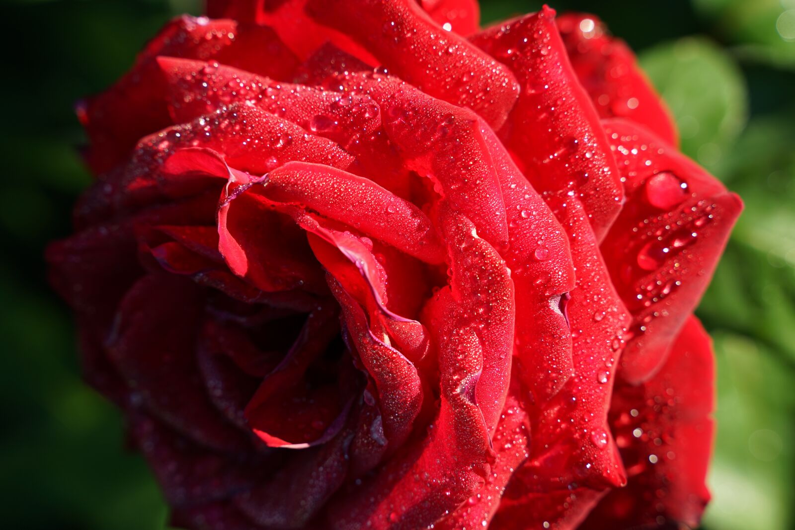 Sony a7 II + Tamron 28-75mm F2.8 Di III RXD sample photo. Rose, drops, rain photography