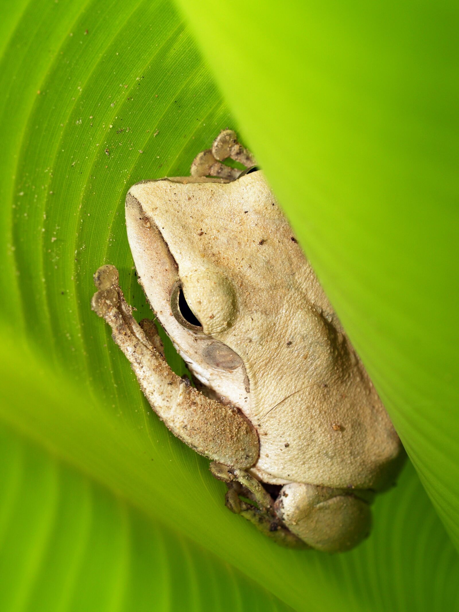 Olympus E-300 (EVOLT E-300) sample photo. Tree, frog, rain photography
