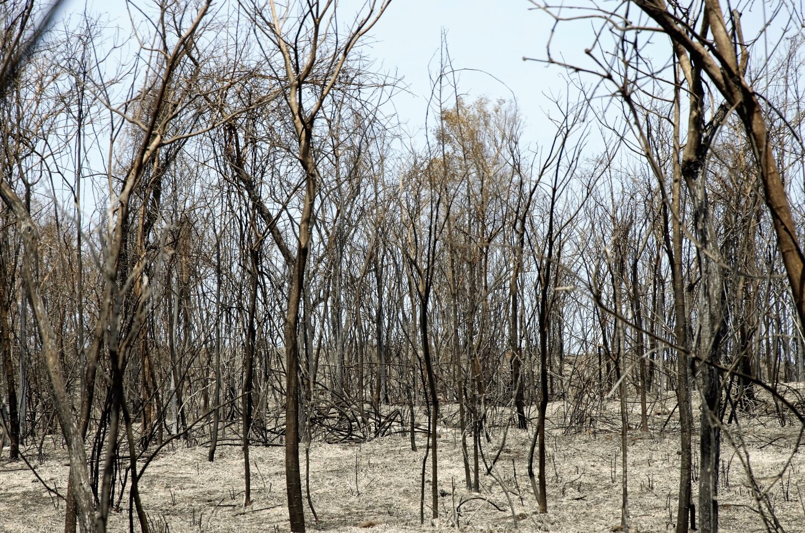 Nikon D5100 sample photo. Burned, fire, burn photography