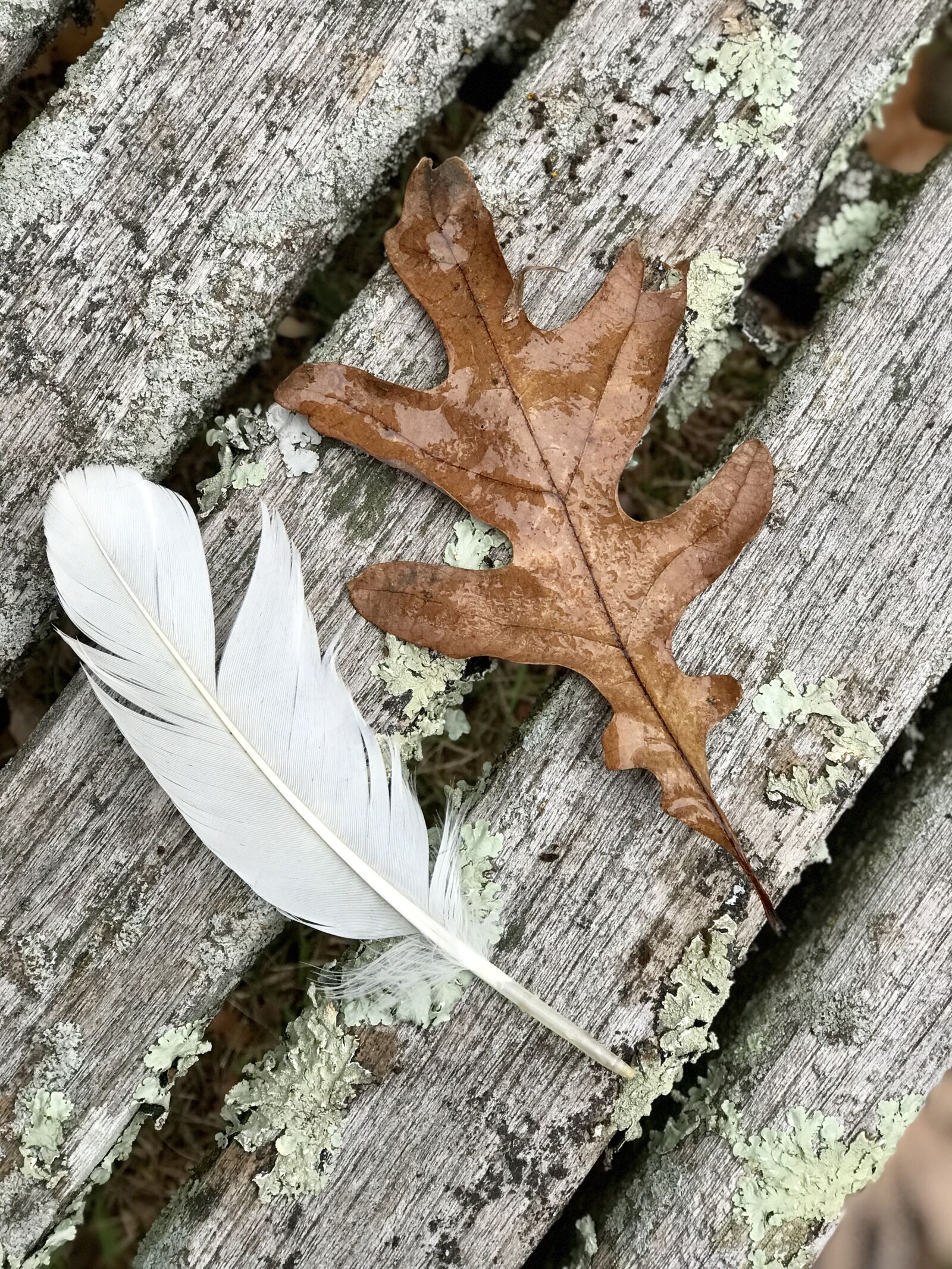 iPhone 7 Plus back dual camera 6.6mm f/2.8 sample photo. Feather, oak leaf, nature photography