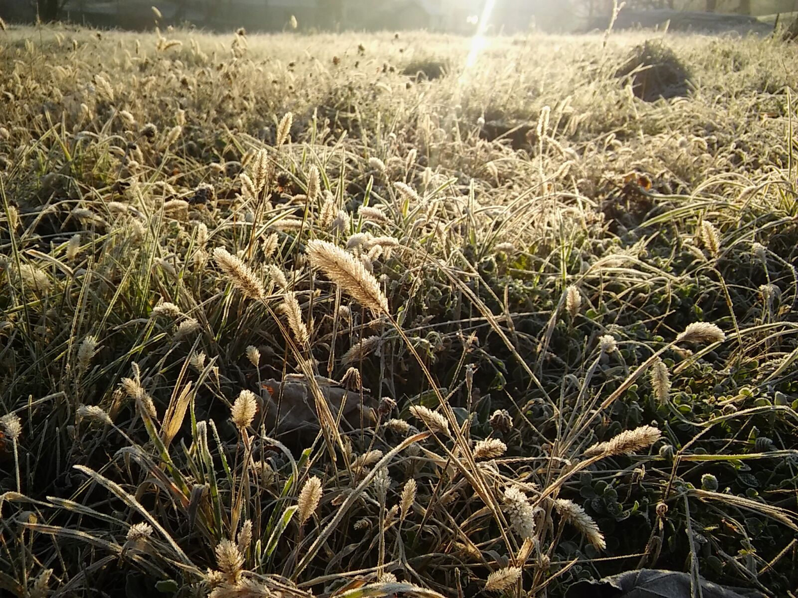 LG SPIRIT 4G LTE sample photo. Grass, sun, winter photography