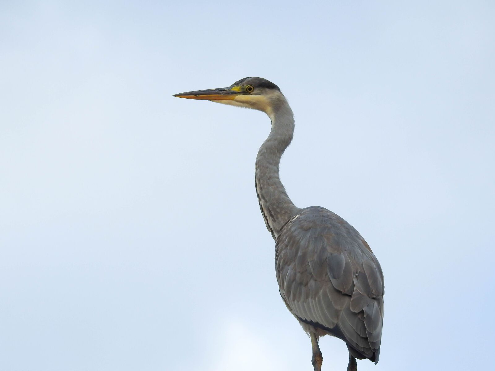 Nikon Coolpix P900 sample photo. Bird, heron, nature photography