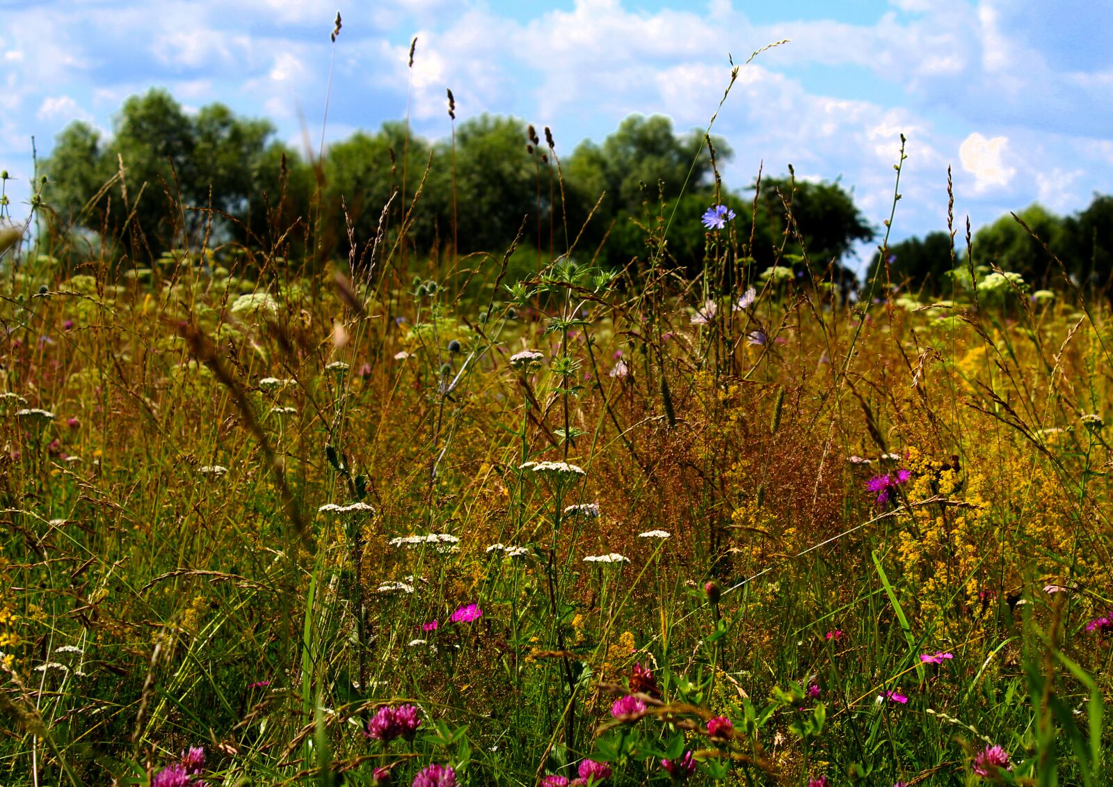 Canon EOS 1200D (EOS Rebel T5 / EOS Kiss X70 / EOS Hi) sample photo. Herbs, meadow, autumn photography