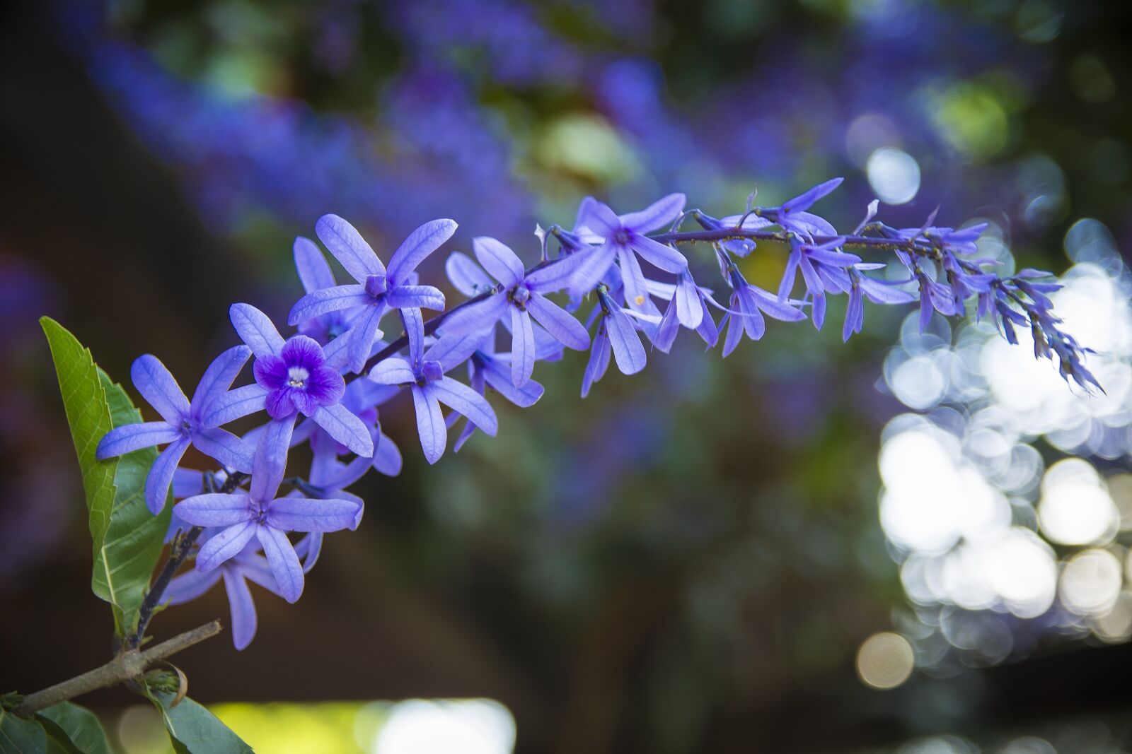 Nikon D7200 sample photo. Flowers, flower, vine photography