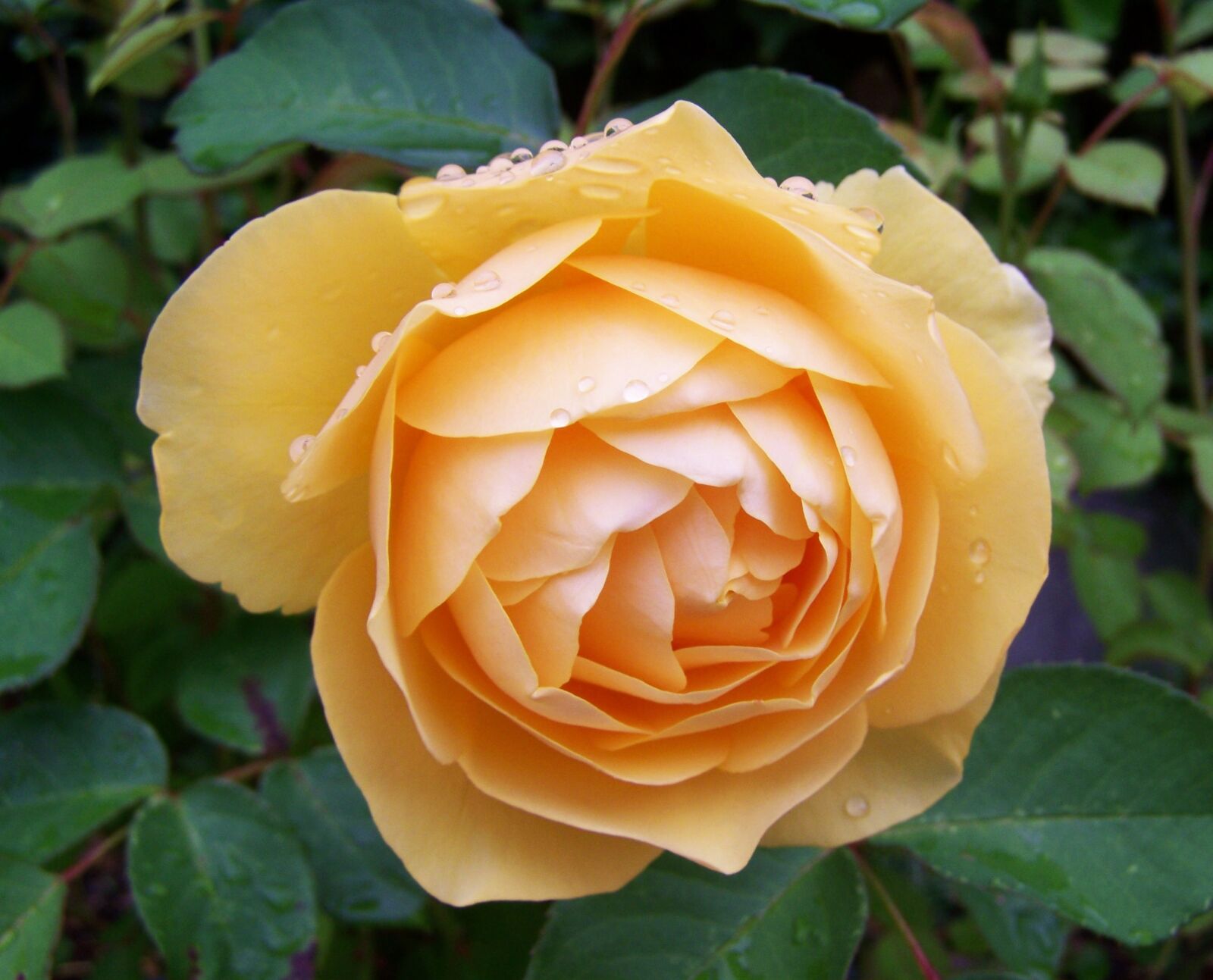 Kodak EASYSHARE ZD710 ZOOM DIGITAL CAMERA sample photo. Yellow roses, summer flower photography
