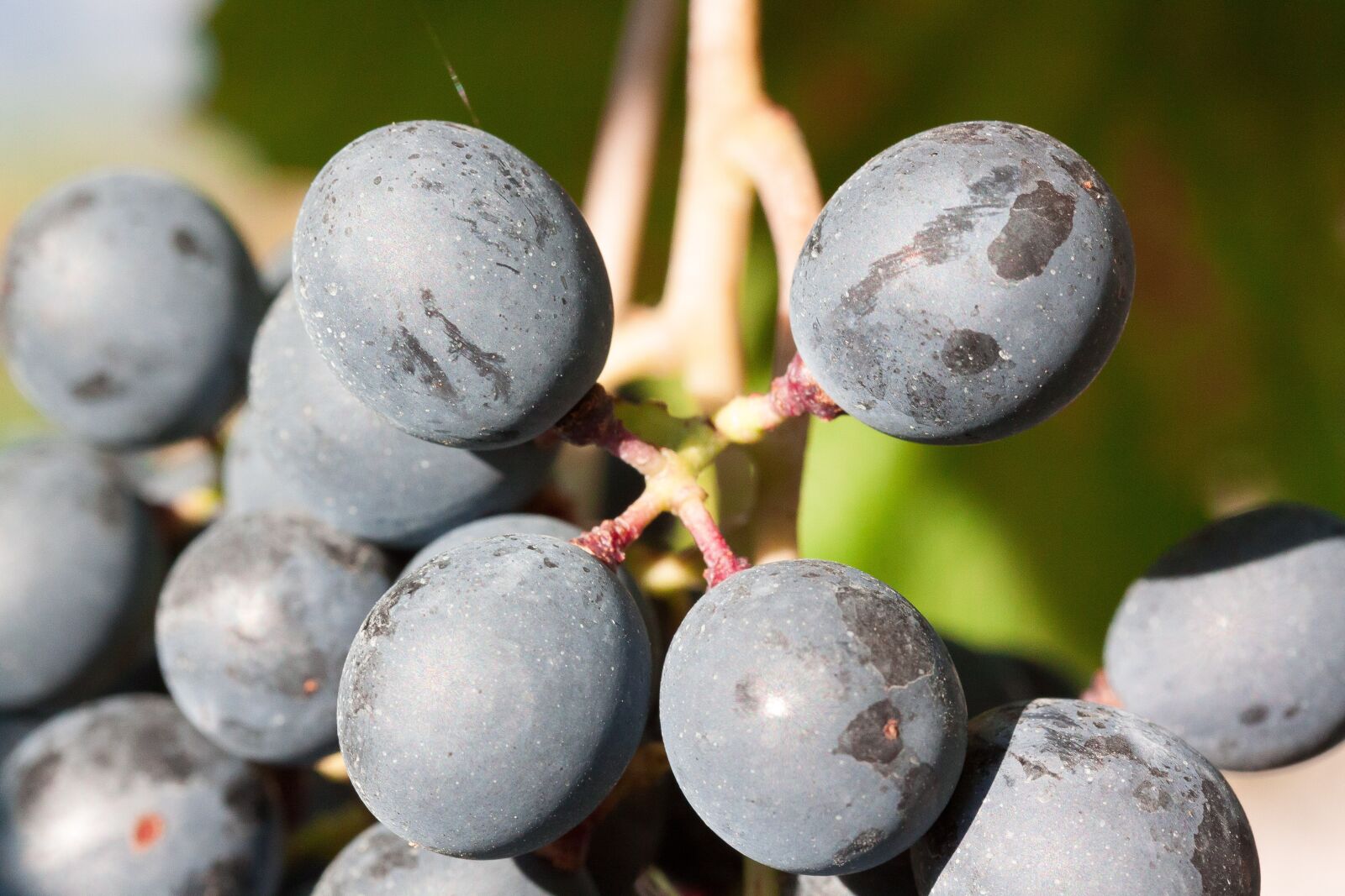 Canon EOS 50D sample photo. Grapes, wine, grape photography