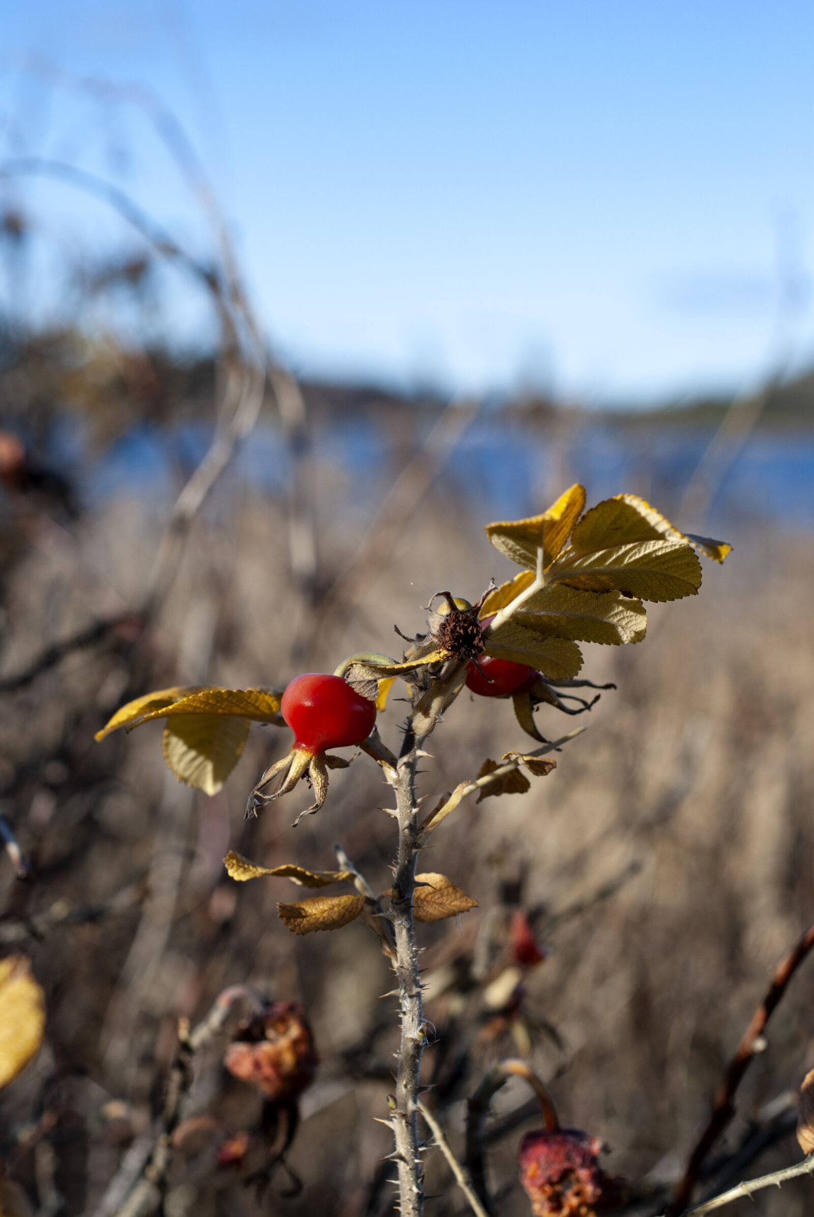 Nikon D80 sample photo. Rose hips, wild, nature photography