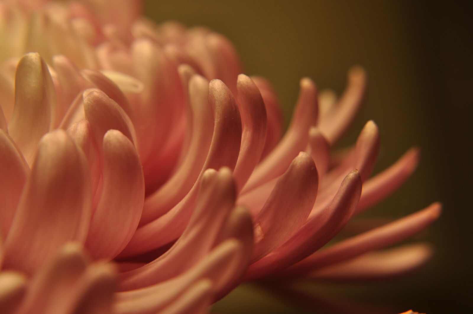 Nikon D90 sample photo. Floral, petals, flowing photography