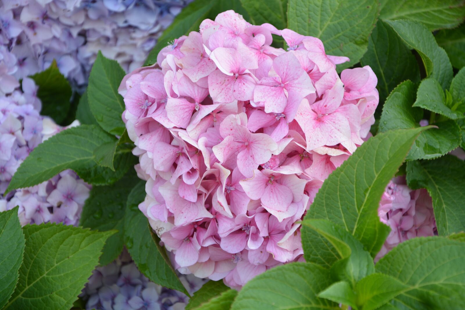 Nikon D5200 sample photo. Flower ball pink, hydrangea photography