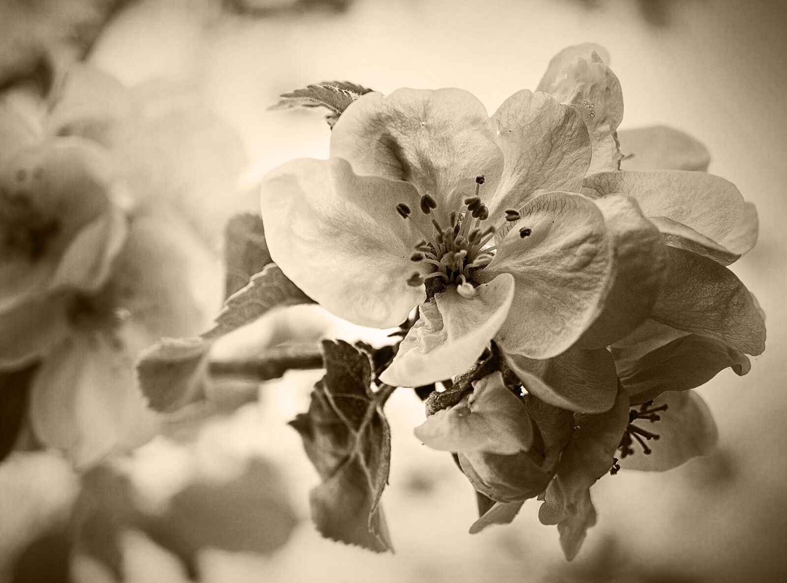 Sony E 30mm F3.5 Macro sample photo. Blossom, flower, nature photography