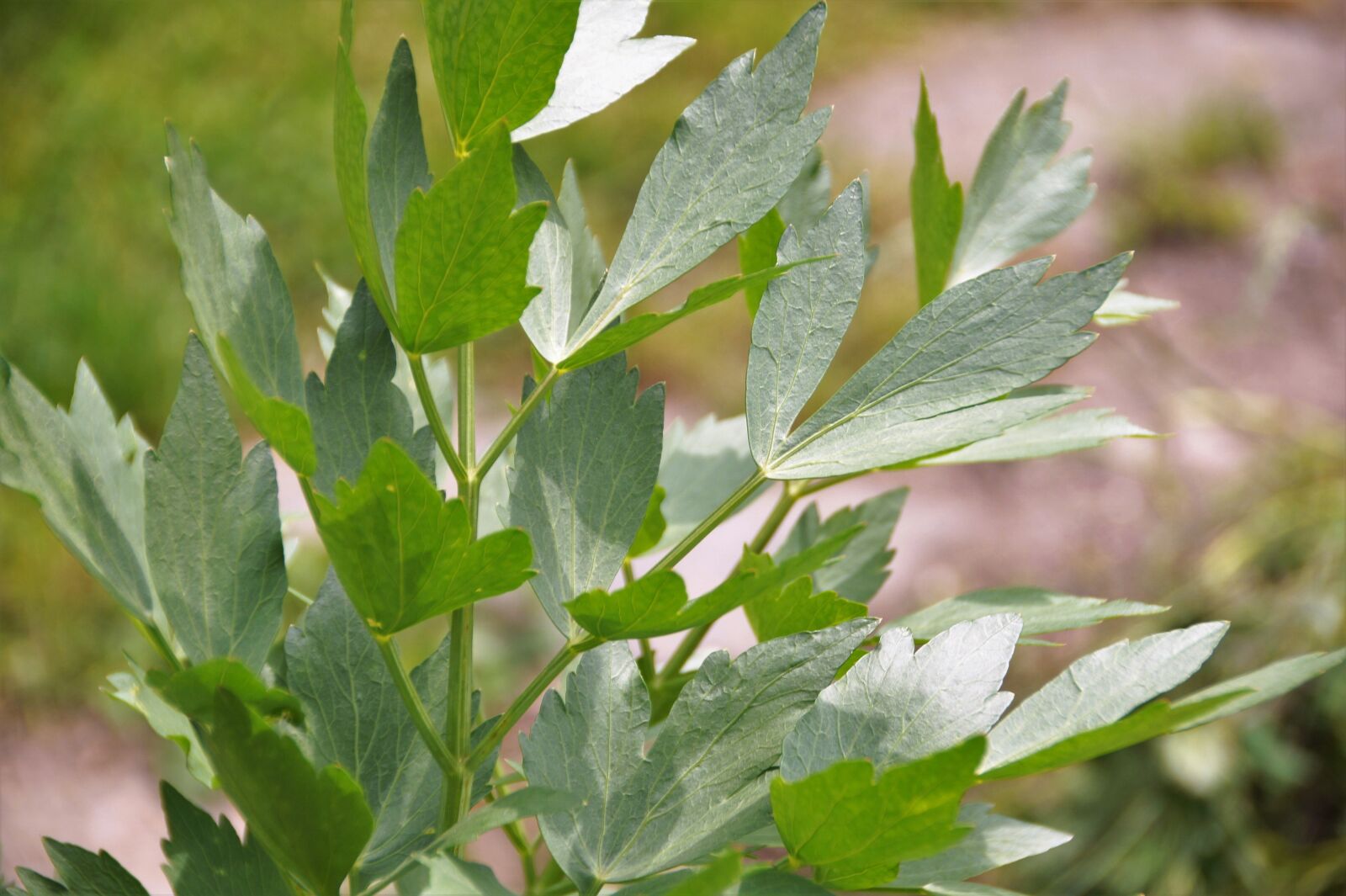 Sony SLT-A58 sample photo. Lovage, levisticum, herb photography