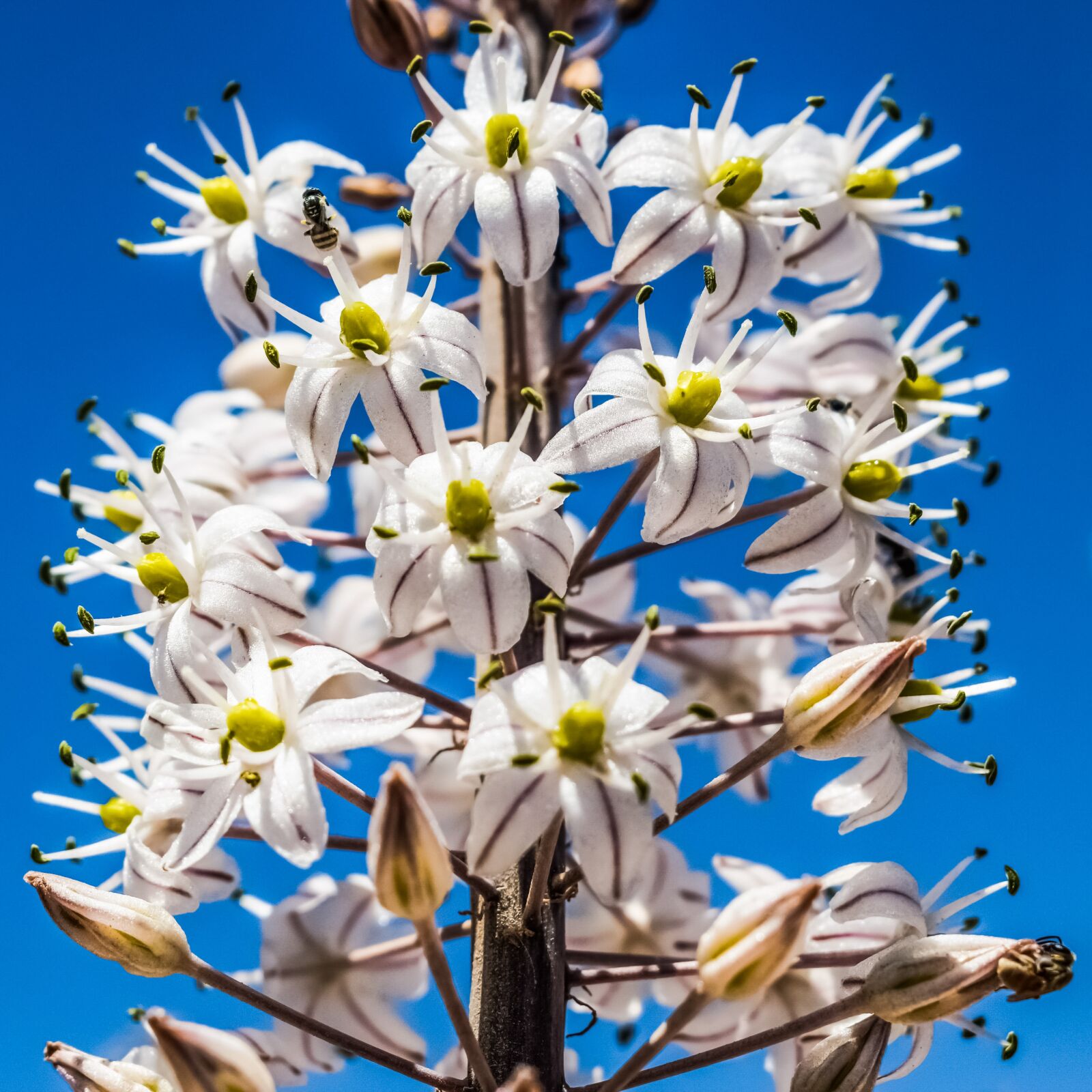Nikon D3300 sample photo. Flowers, white, stripes photography