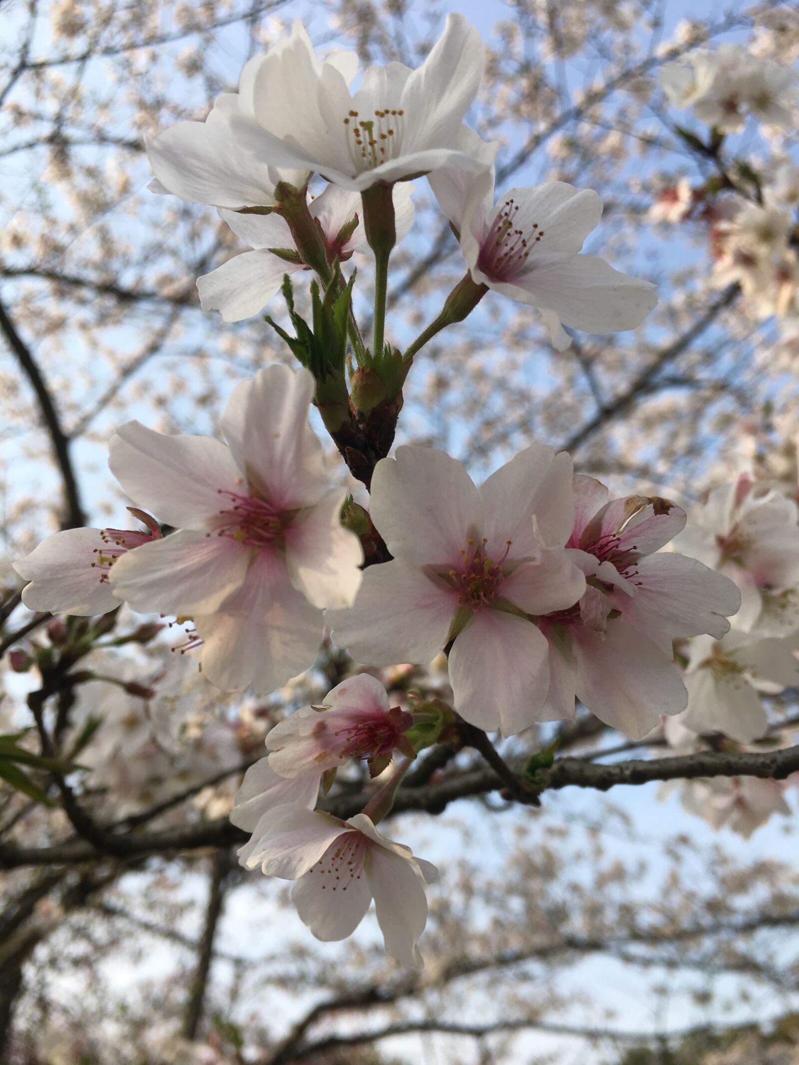 iPhone 6s Plus back camera 4.15mm f/2.2 sample photo. Bloom, flower, sky photography