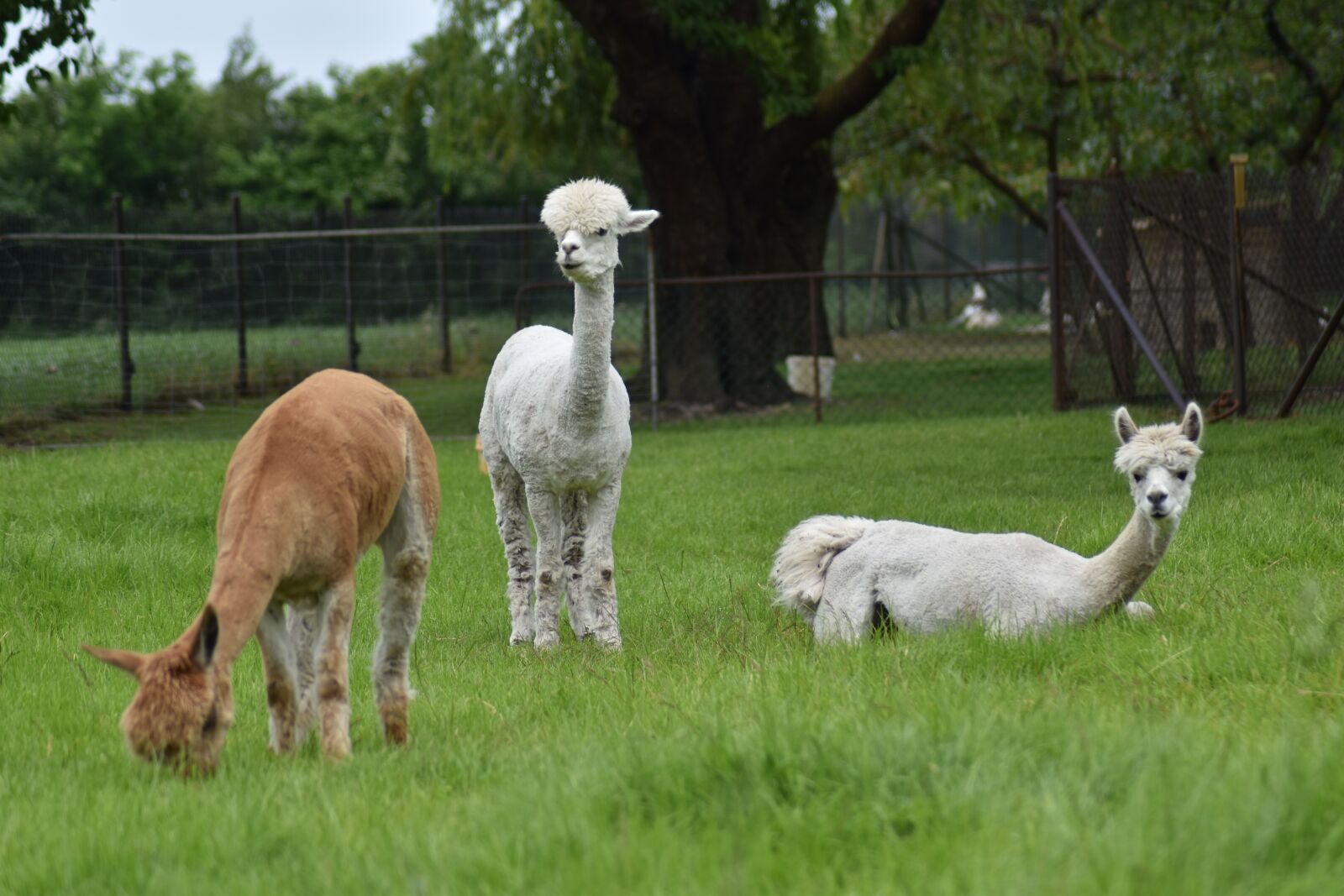 Nikon D3500 sample photo. Lama, animal, alpaca photography