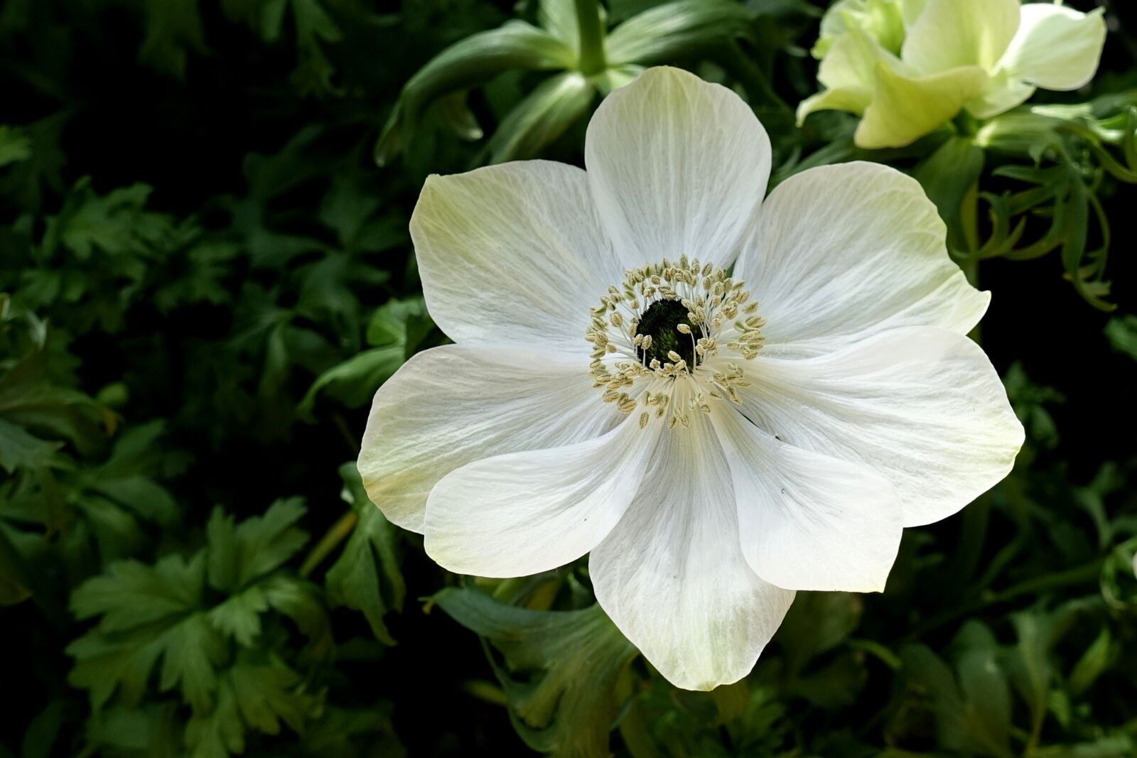 Sony Cyber-shot DSC-RX100 IV sample photo. Anemone, flower, nature photography