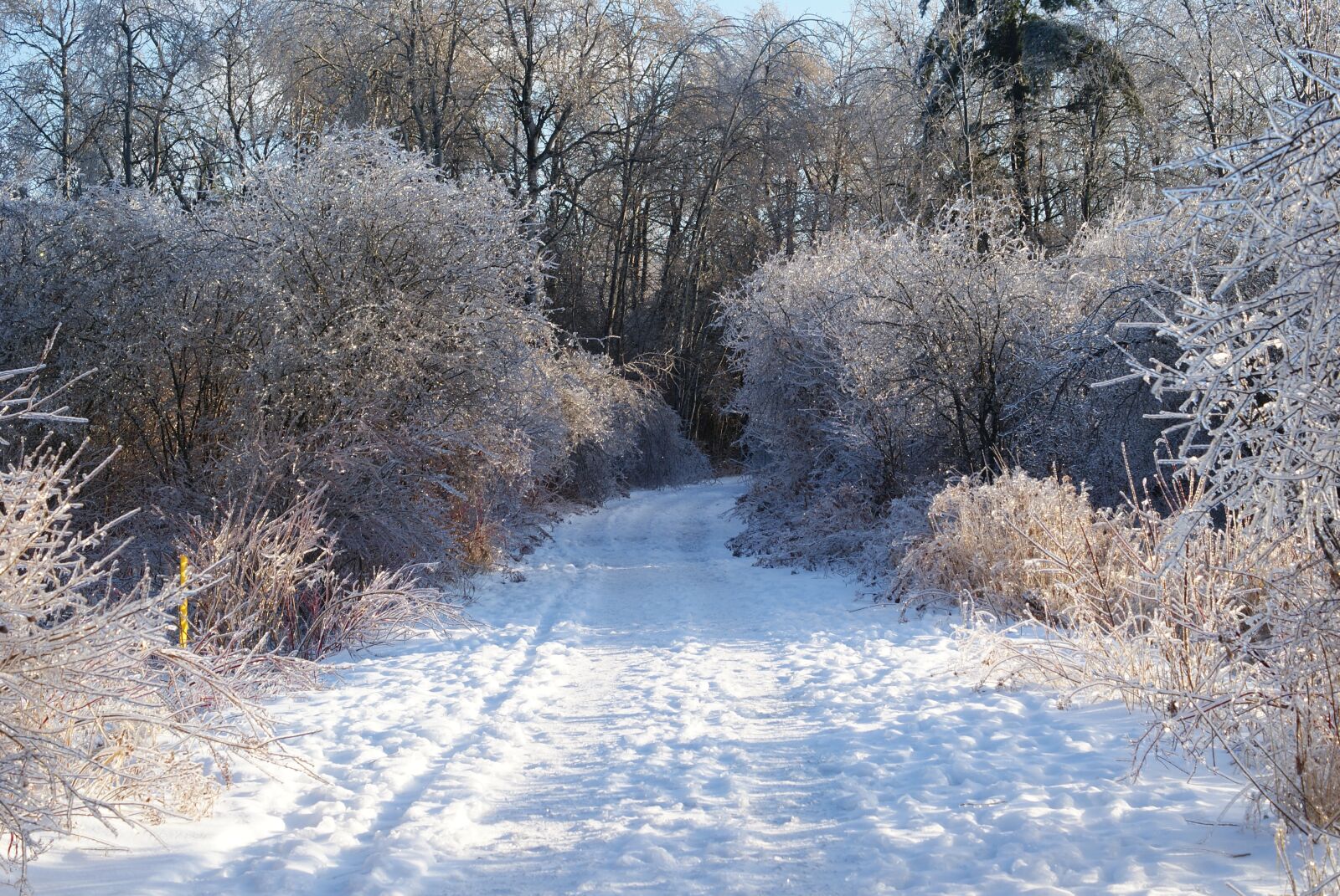 Sony Alpha DSLR-A300 sample photo. Snow, winter, path photography