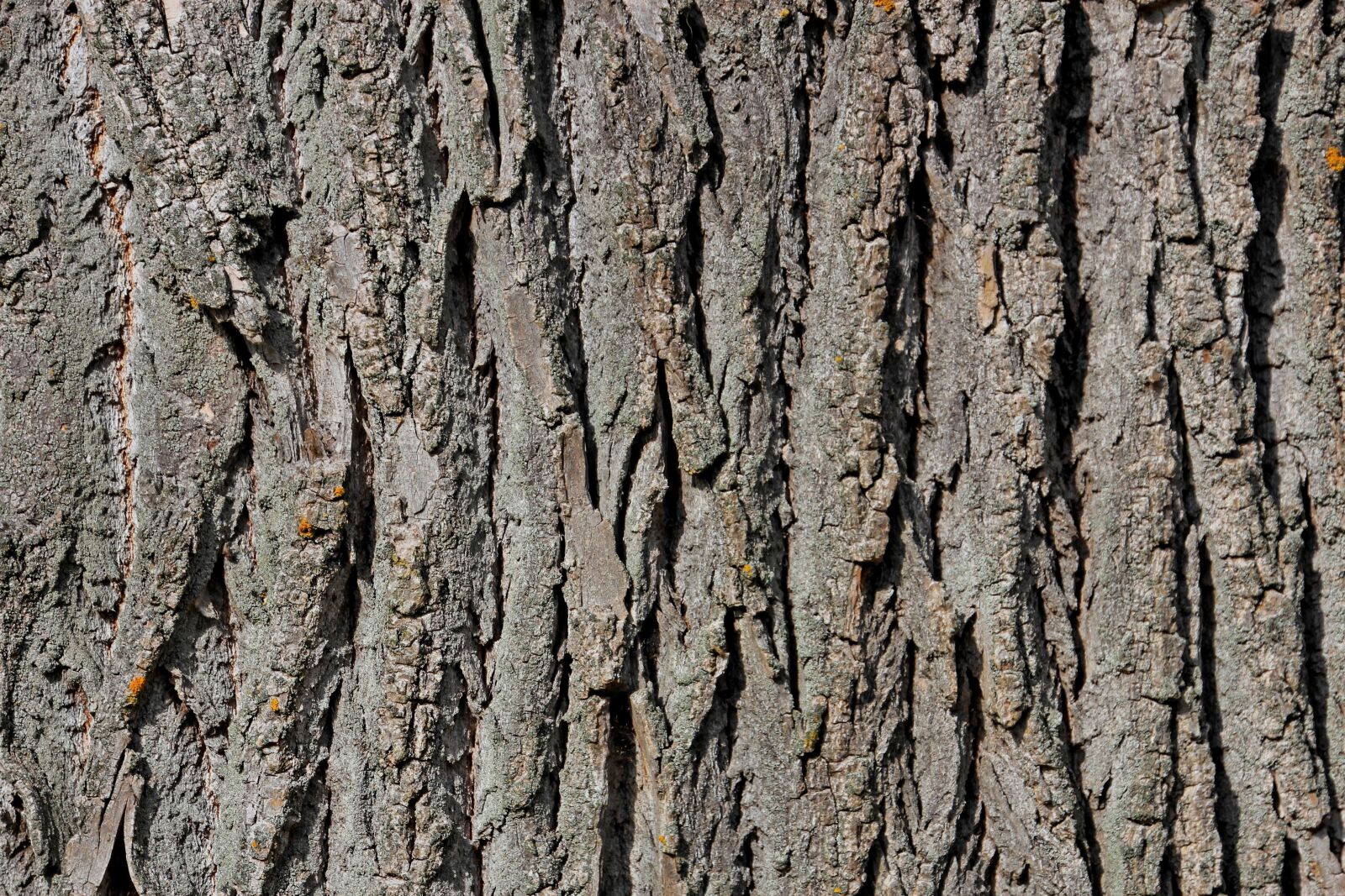 Canon EOS 60D sample photo. Tree bark, tree, bark photography