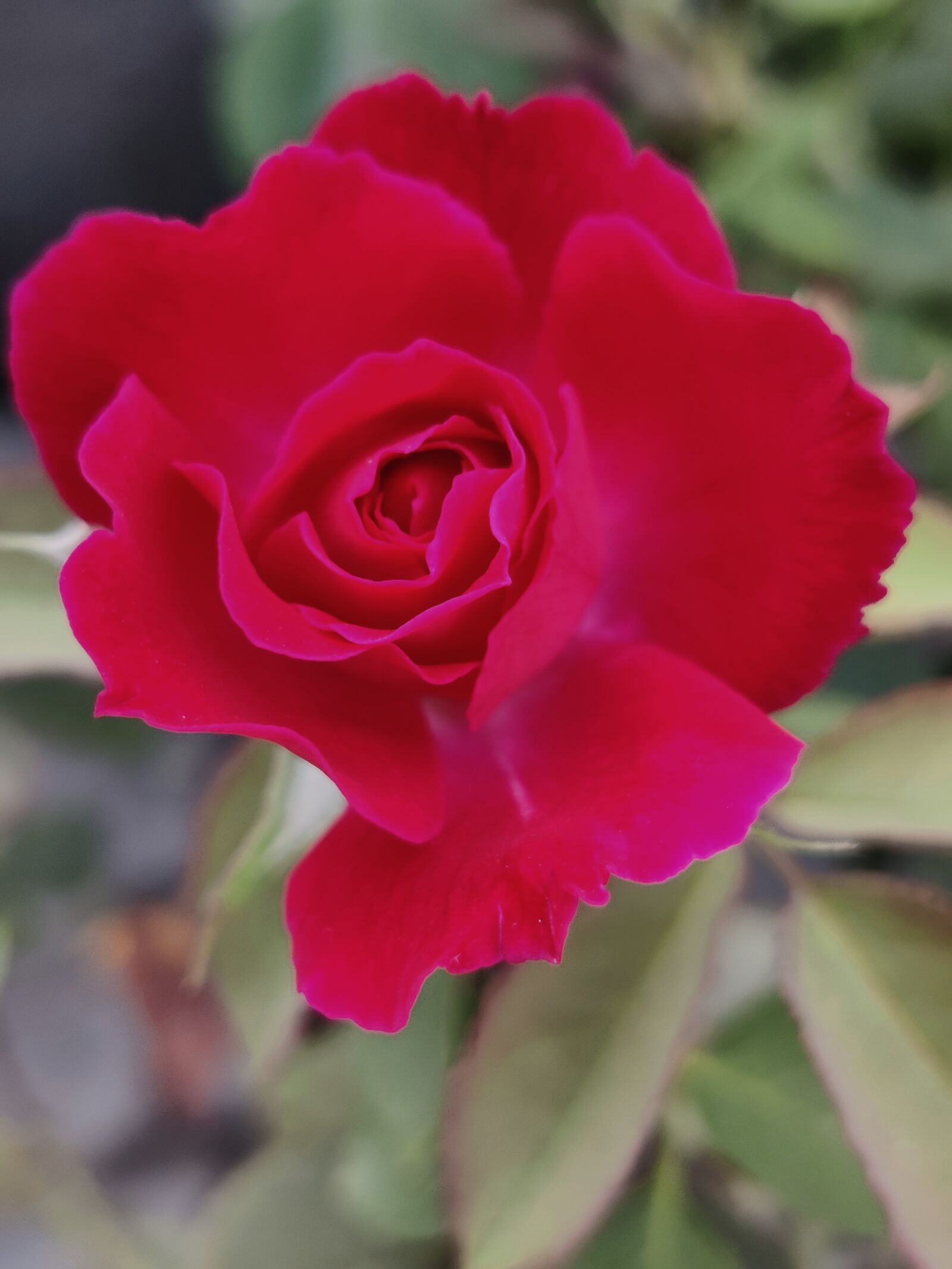 OnePlus AC2001 sample photo. Rose, ?, beautiful petals photography