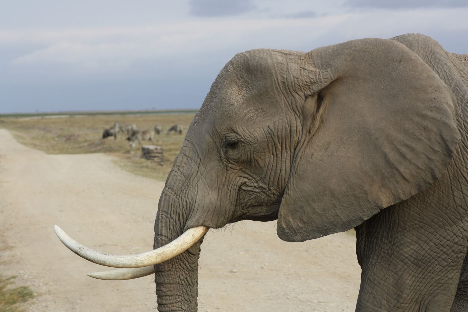Canon EOS 1000D (EOS Digital Rebel XS / EOS Kiss F) sample photo. Elephant, tusk, safari photography