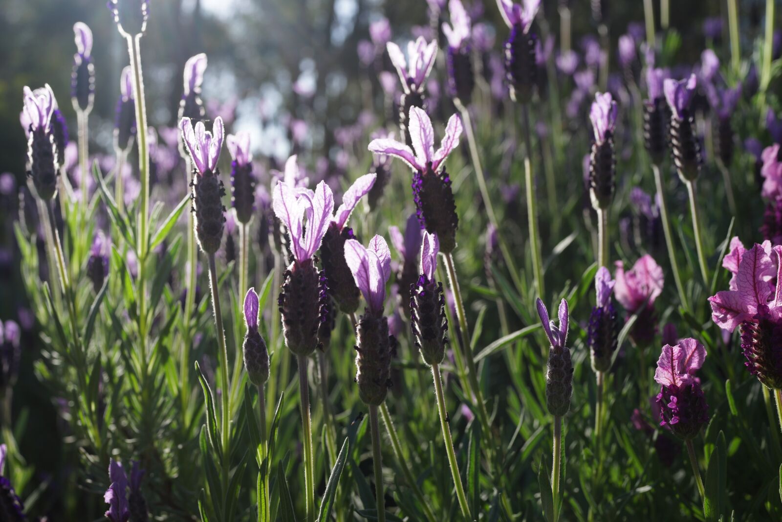Sony Cyber-shot DSC-RX1R sample photo. Lavender garden, field, purple photography