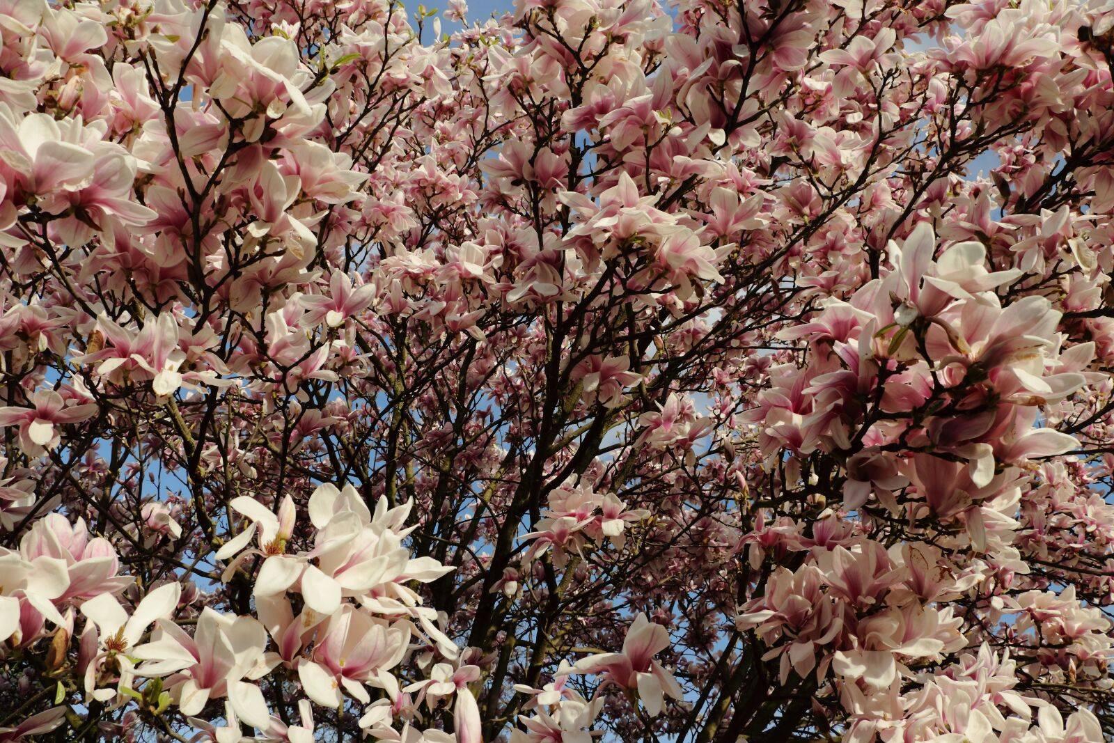 Canon EOS 80D sample photo. Magnolia, magnolia tree, spring photography