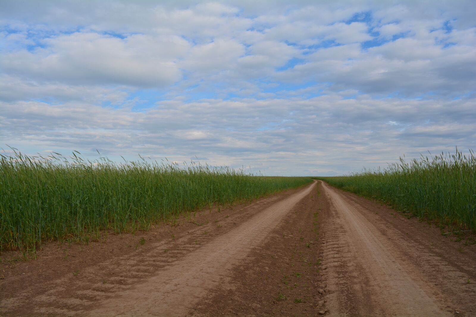 Nikon D5200 sample photo. The way, road, landscape photography