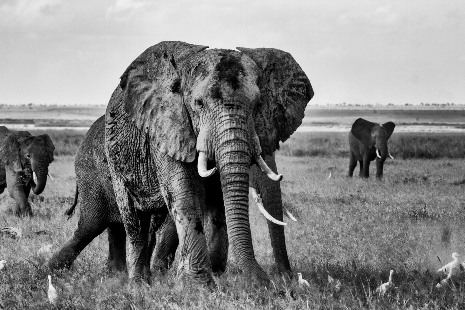 Canon EOS 7D + Canon EF 100-400mm F4.5-5.6L IS USM sample photo. Elephant, africa, safari photography