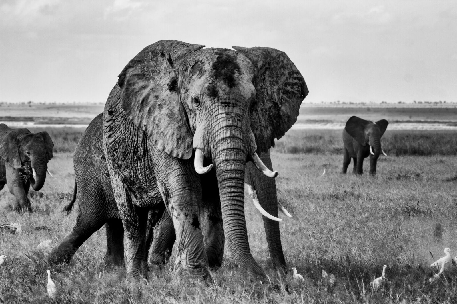 Canon EF 100-400mm F4.5-5.6L IS USM sample photo. Elephant, africa, safari photography