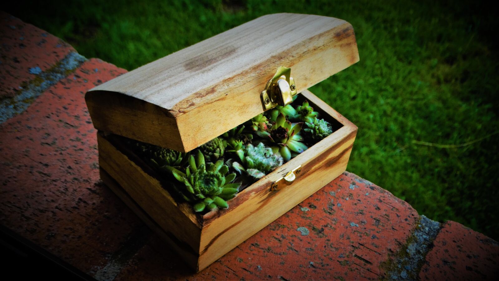 Sony Cyber-shot DSC-HX300 sample photo. Succulents, houseleek, treasure chest photography