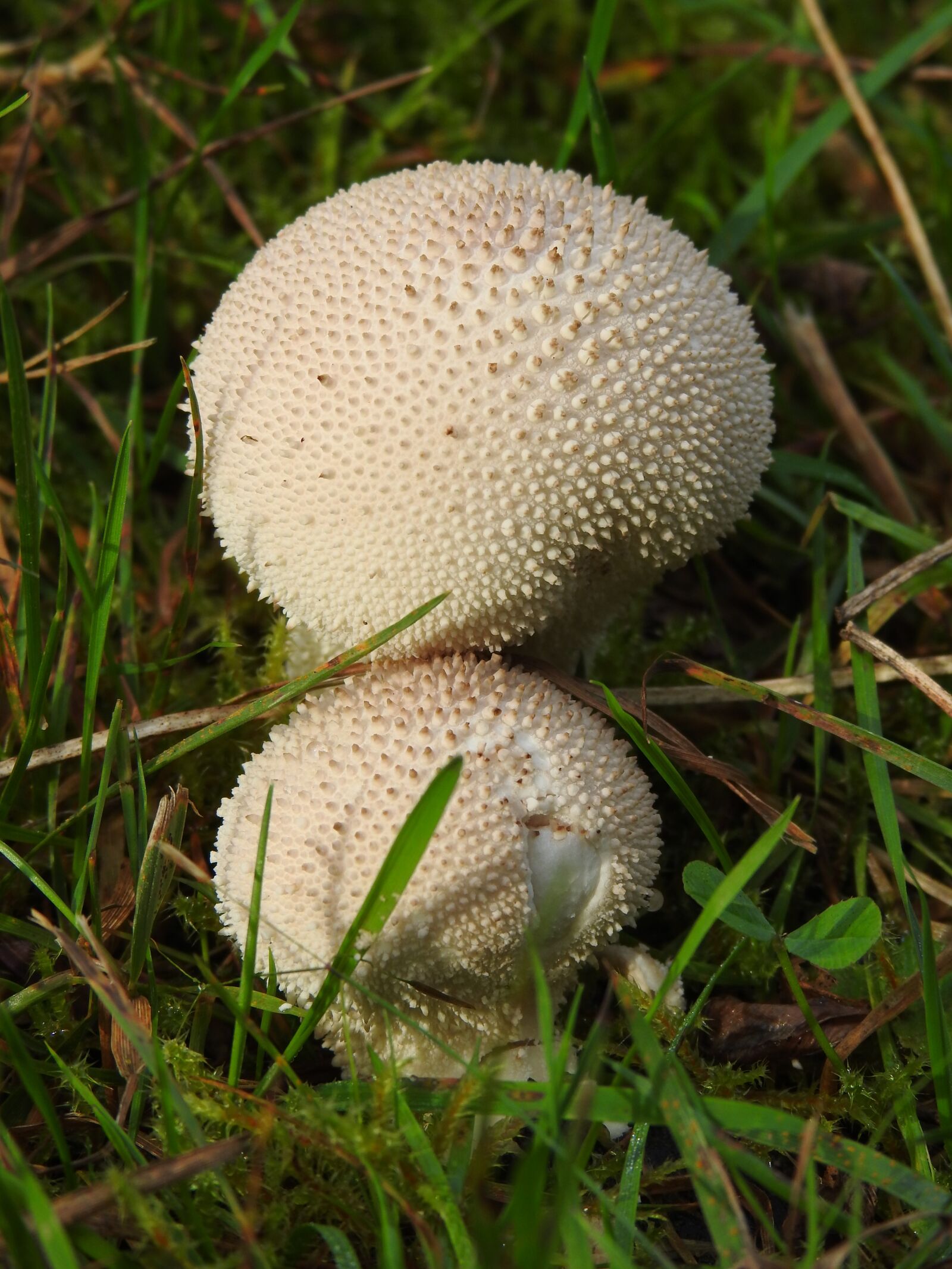 Nikon Coolpix P900 sample photo. Grass, forest, mushrooms photography