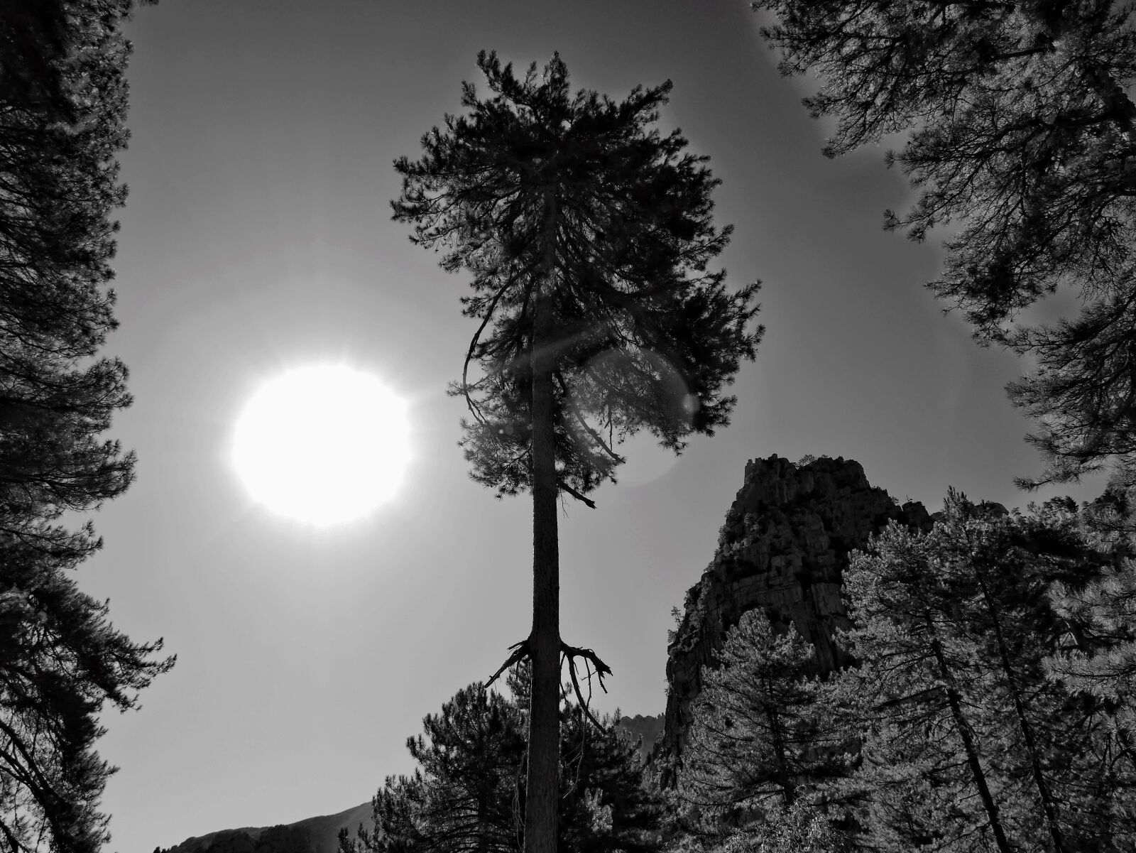 Panasonic DMC-G70 sample photo. Black, white, tree photography