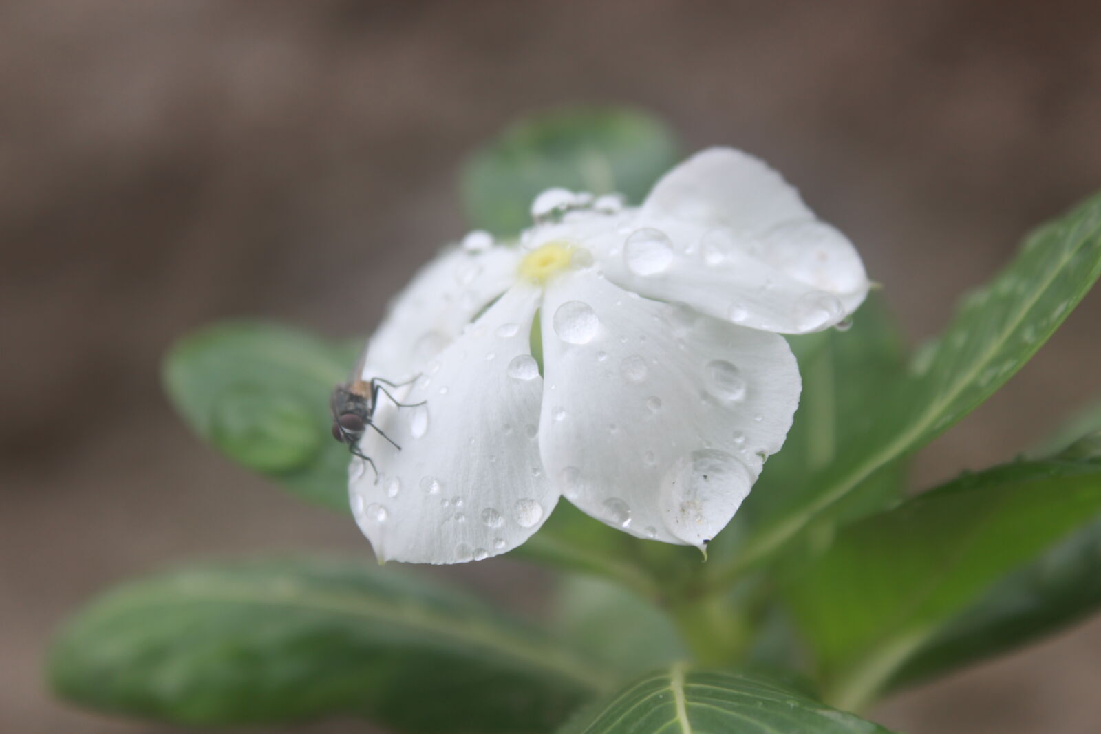 Canon EOS 700D (EOS Rebel T5i / EOS Kiss X7i) sample photo