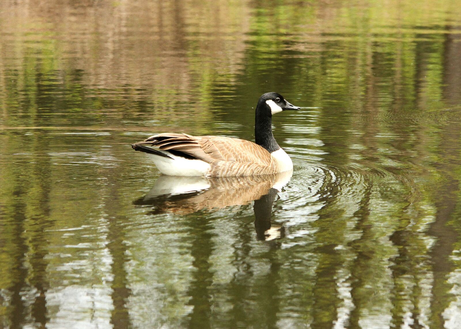 Canon EOS 7D sample photo. Pond, goose, bird photography