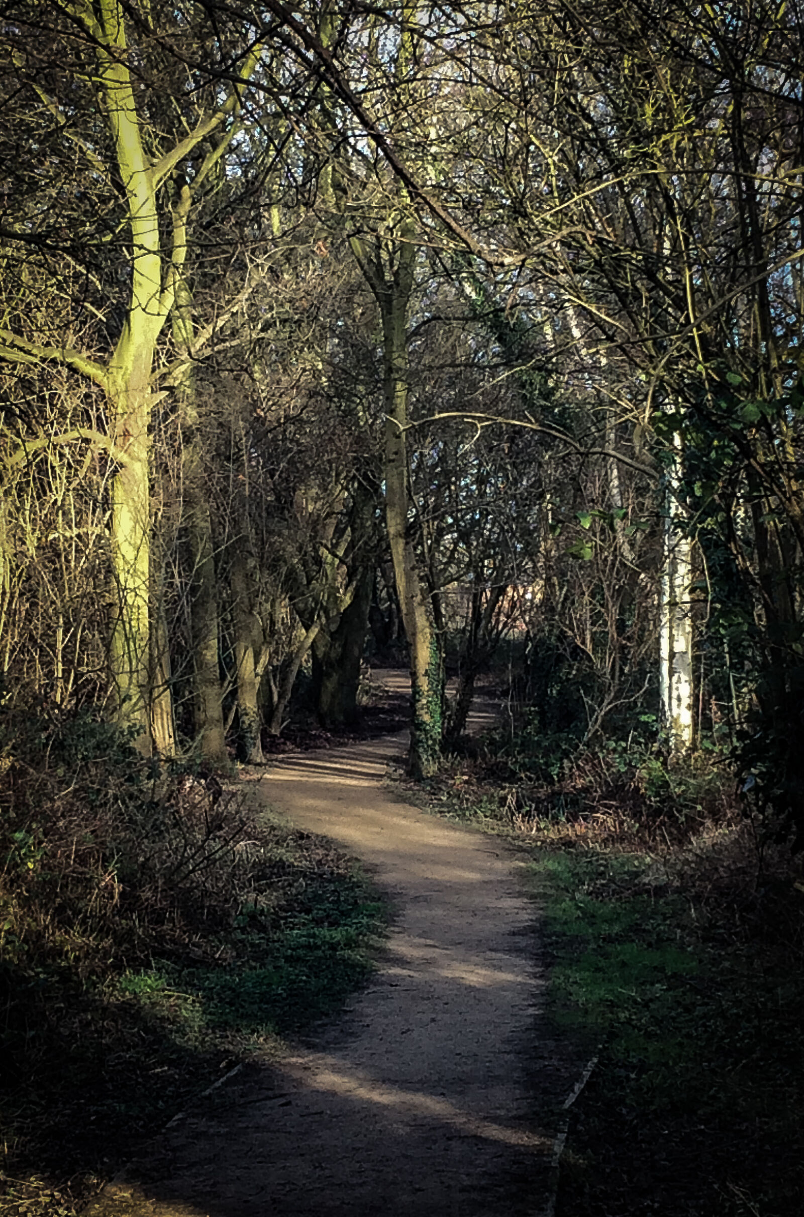 iPhone 5s back camera 4.15mm f/2.2 sample photo. Ivy, path, shadows, trees photography