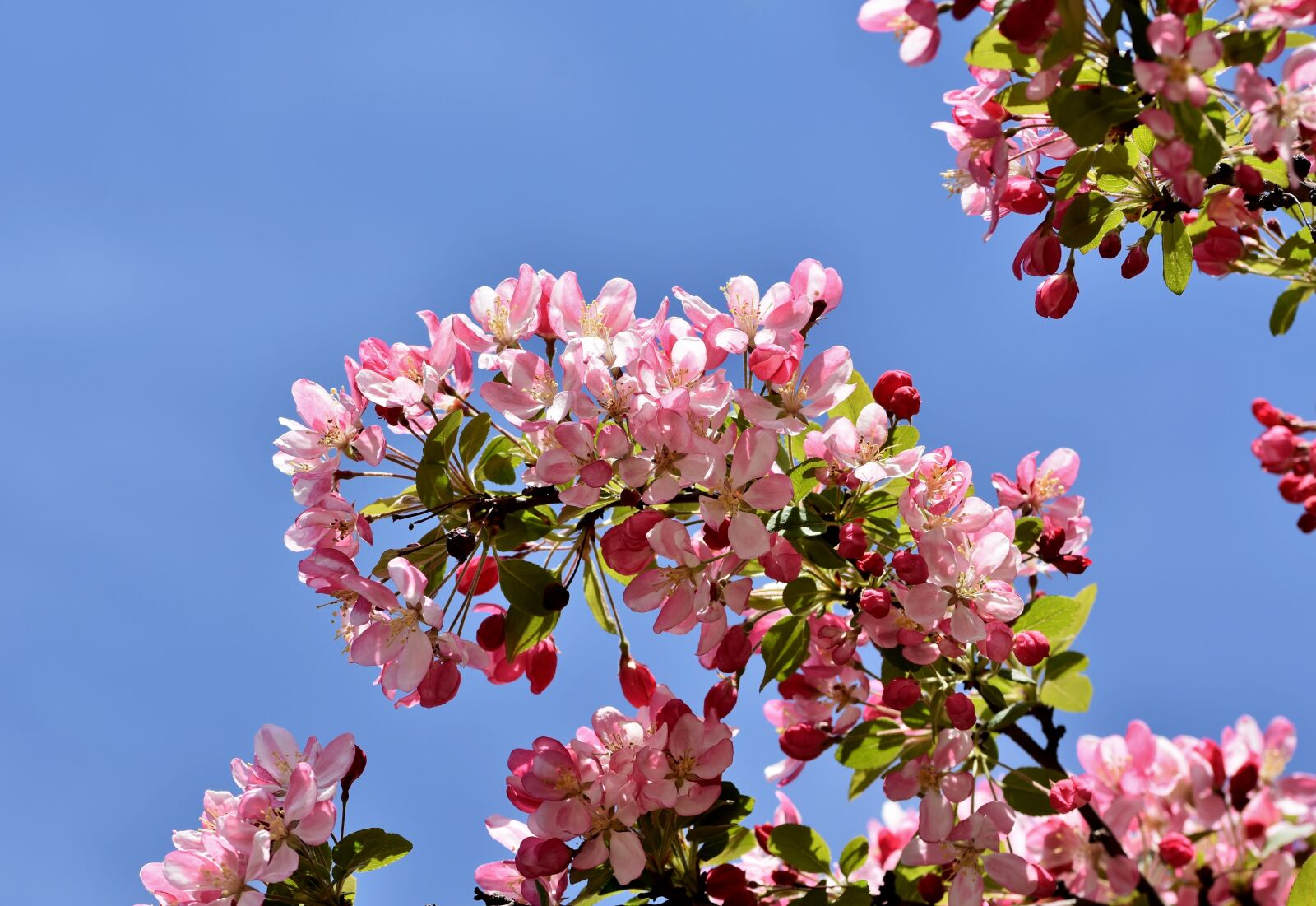Nikon D7200 sample photo. Ornamental apple tree, embellishment photography