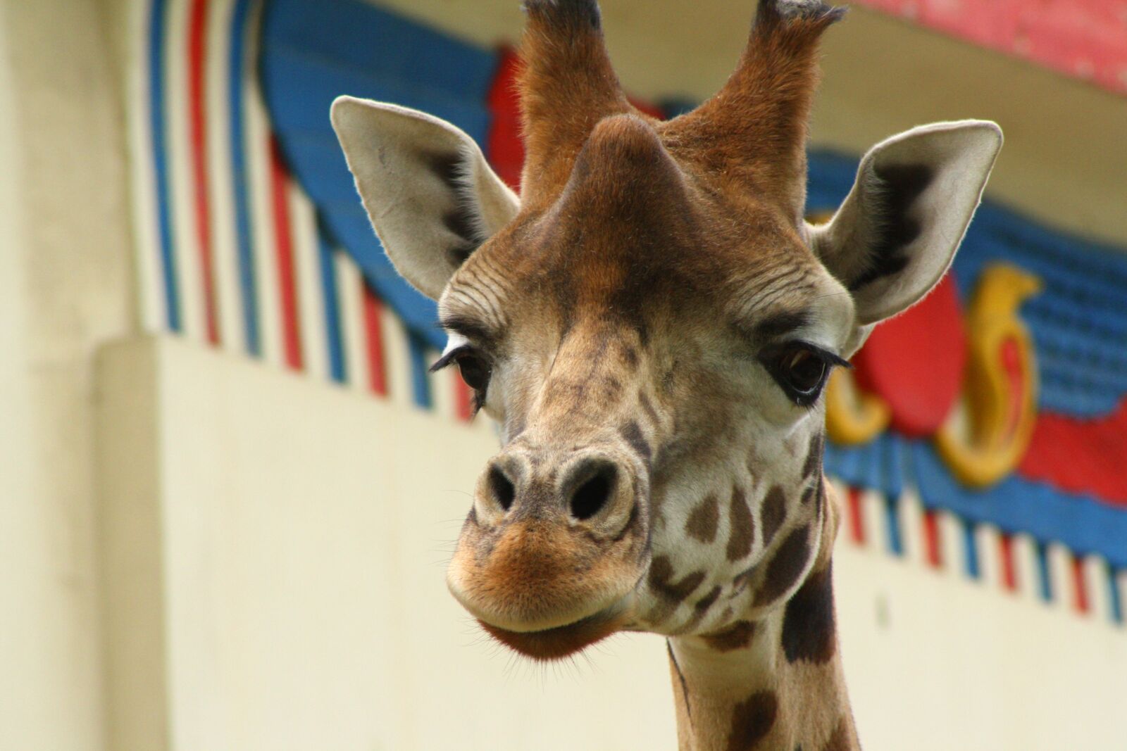 Canon EOS 1000D (EOS Digital Rebel XS / EOS Kiss F) sample photo. Giraffe, animal, zoo photography