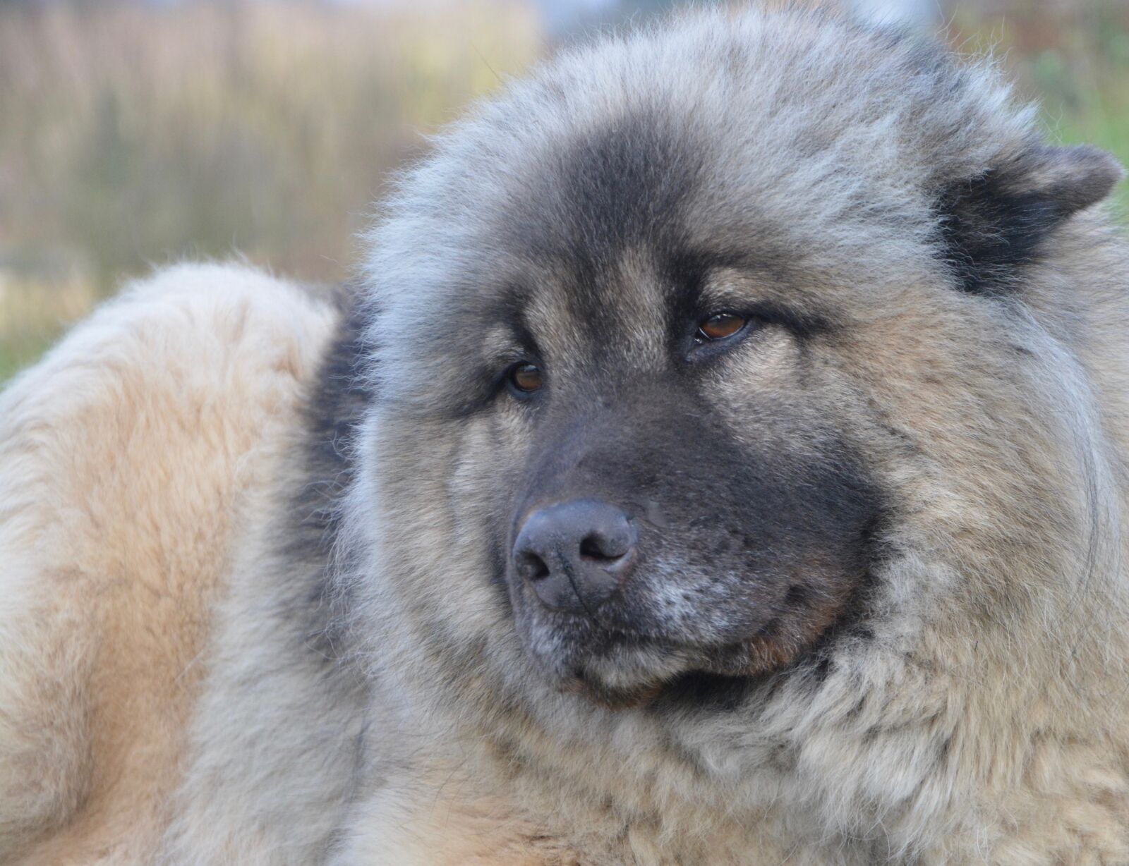 Nikon D5200 sample photo. Dog, dog eurasier, female photography