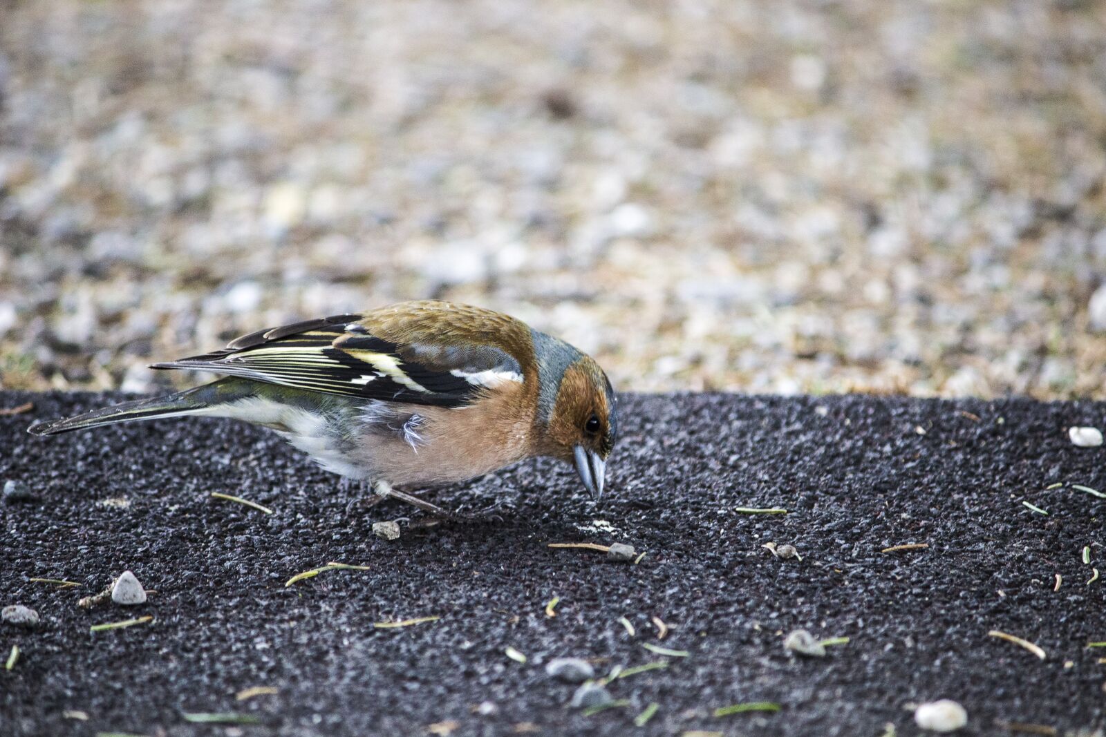 Canon EOS 600D (Rebel EOS T3i / EOS Kiss X5) sample photo. Bird, nature, animal world photography