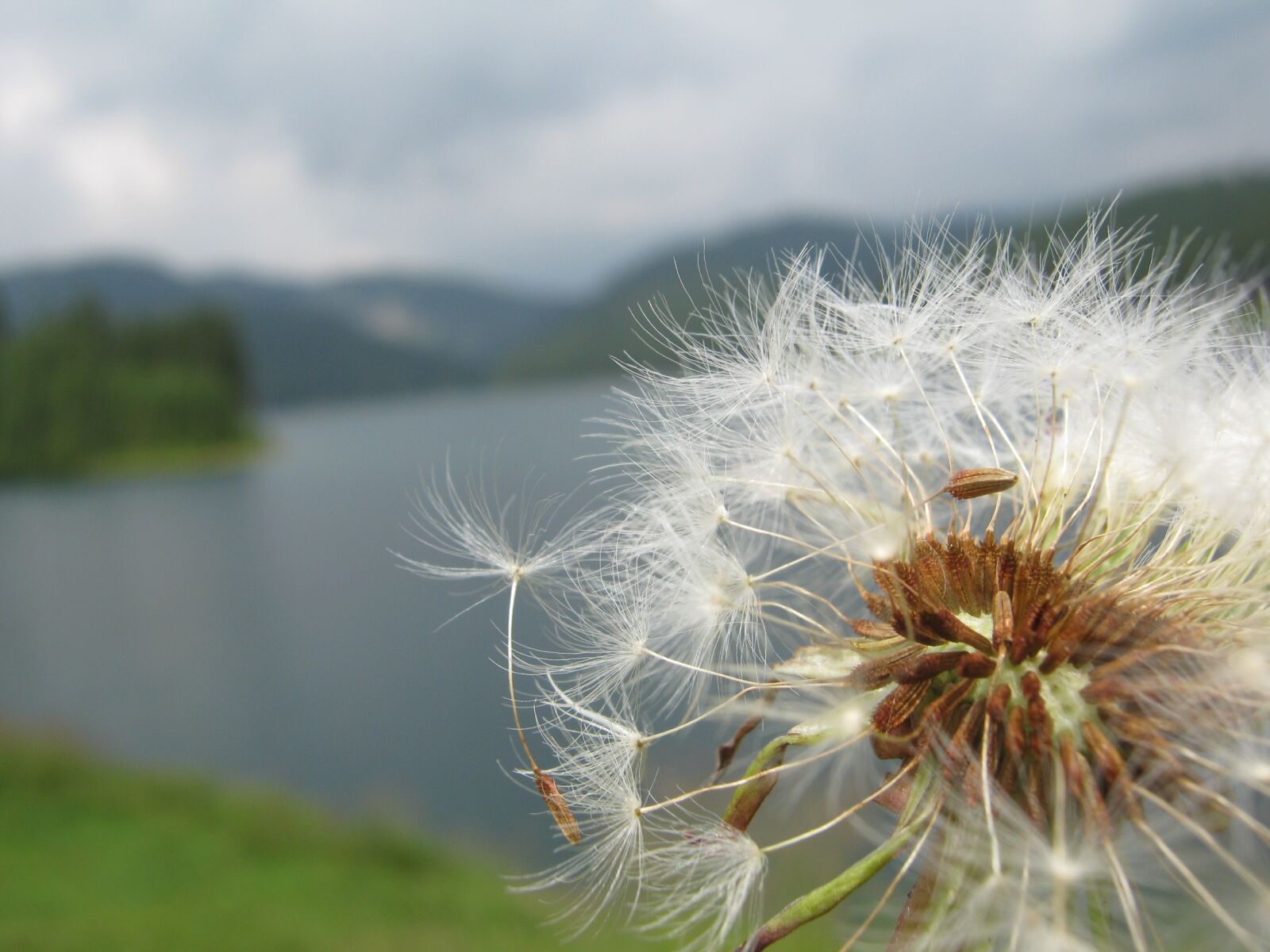 Canon PowerShot A480 sample photo. Dandelion, nature, flora photography