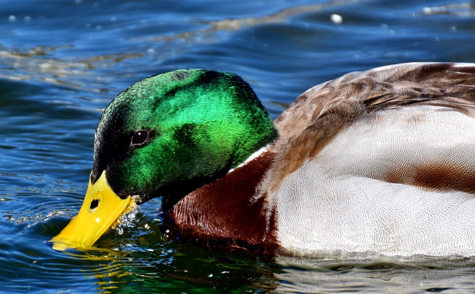 Nikon D7200 sample photo. Duck, mallard, drake photography