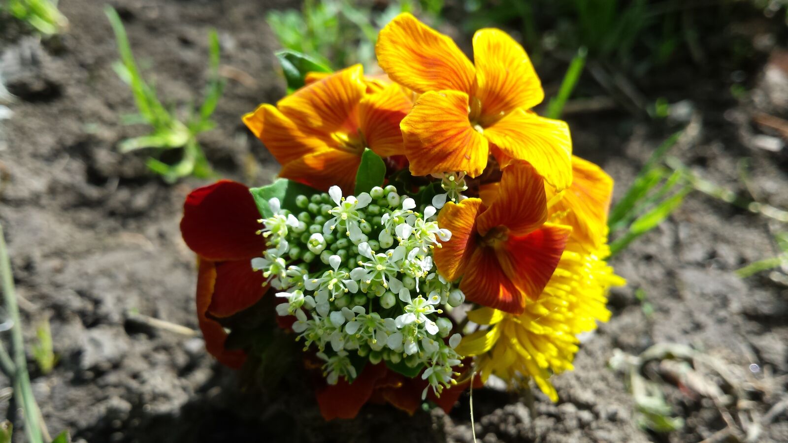 Samsung Galaxy S4 sample photo. Flowers, bouquet, summer photography